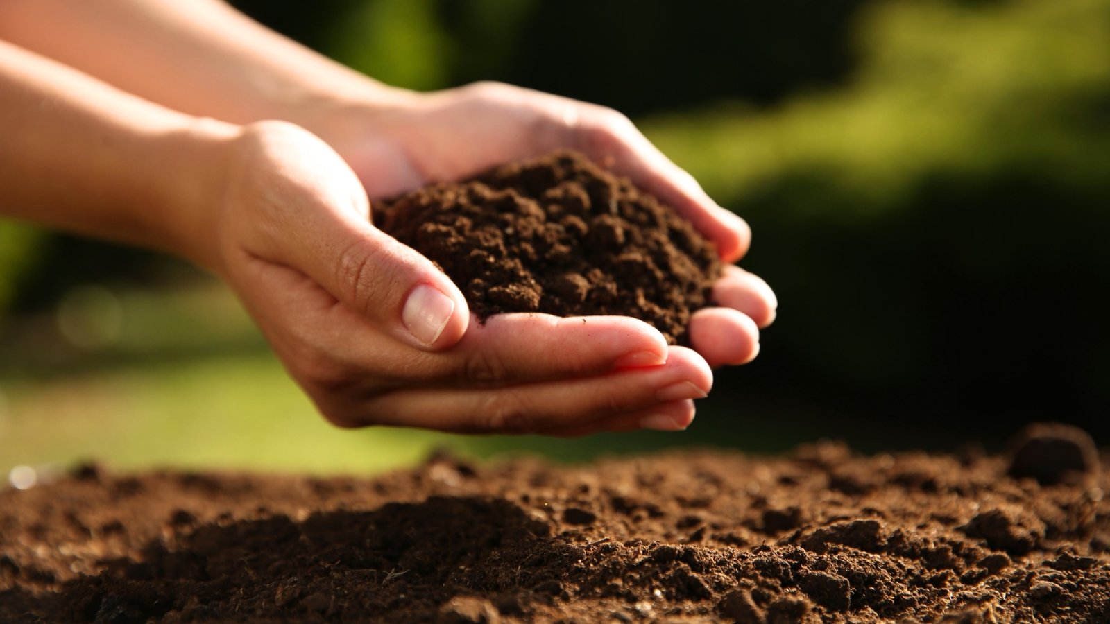 Close-up of woman's hands holding a handful of fresh brown soil in a garden.