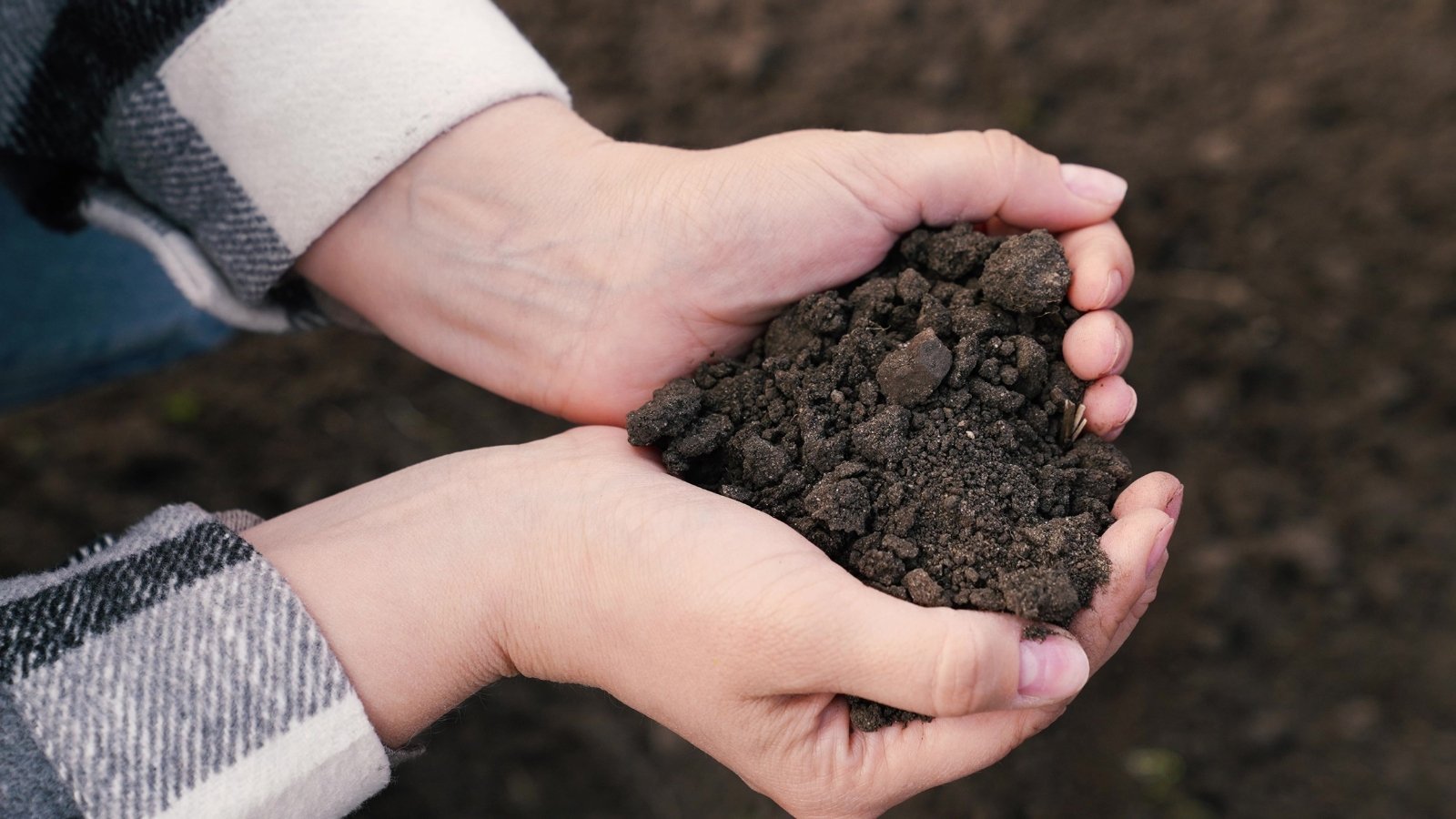 Close-up of a man's hands full of black, loose, rich soil against a garden bed.