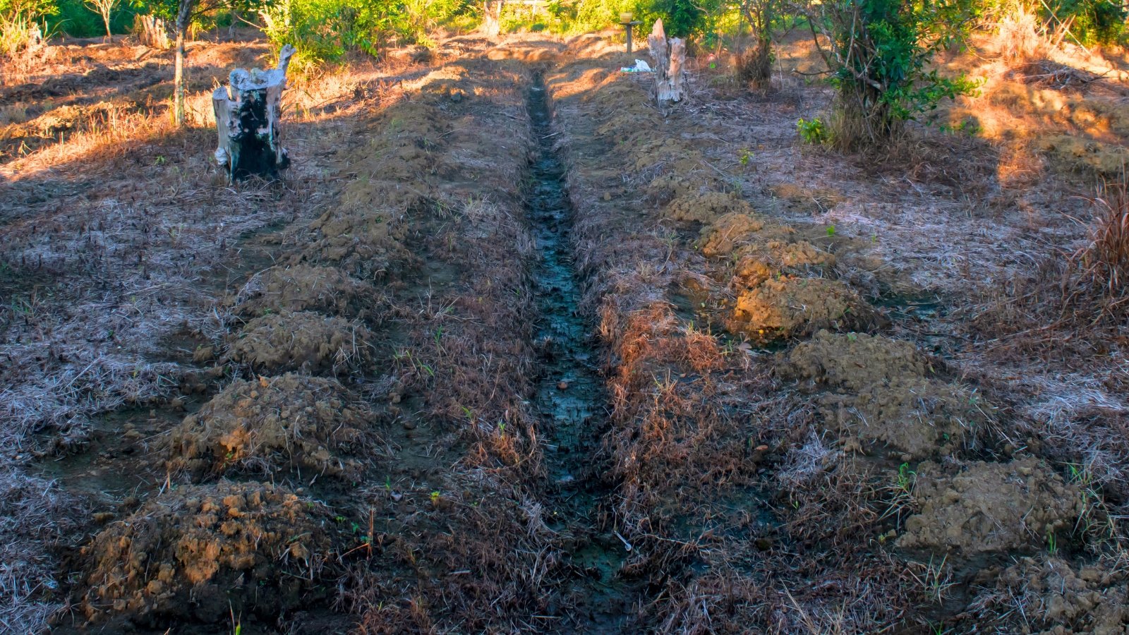 Evenly spaced soil mounds in a garden bed, each shaped into a low dome, prepared for watermelon planting and surrounded by loose, tilled earth.
