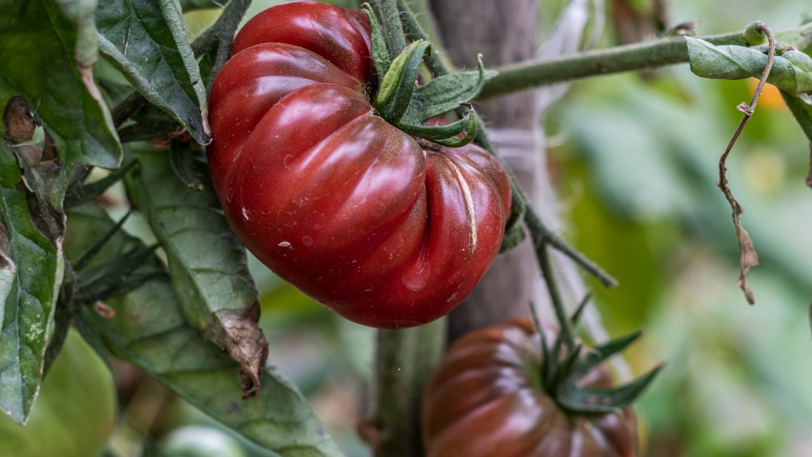 Dark maroon, slightly flattened round tomatoes nestled among deep green, serrated foliage.