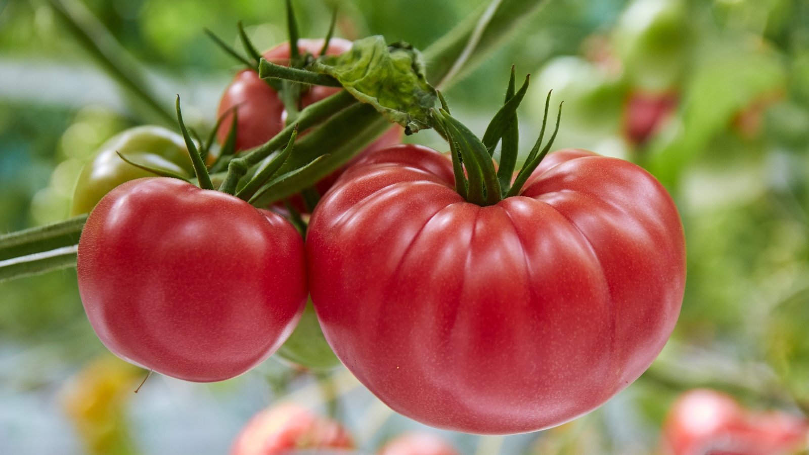 Large, irregularly shaped pinkish-red tomatoes with prominent green stems on a blurred garden background.