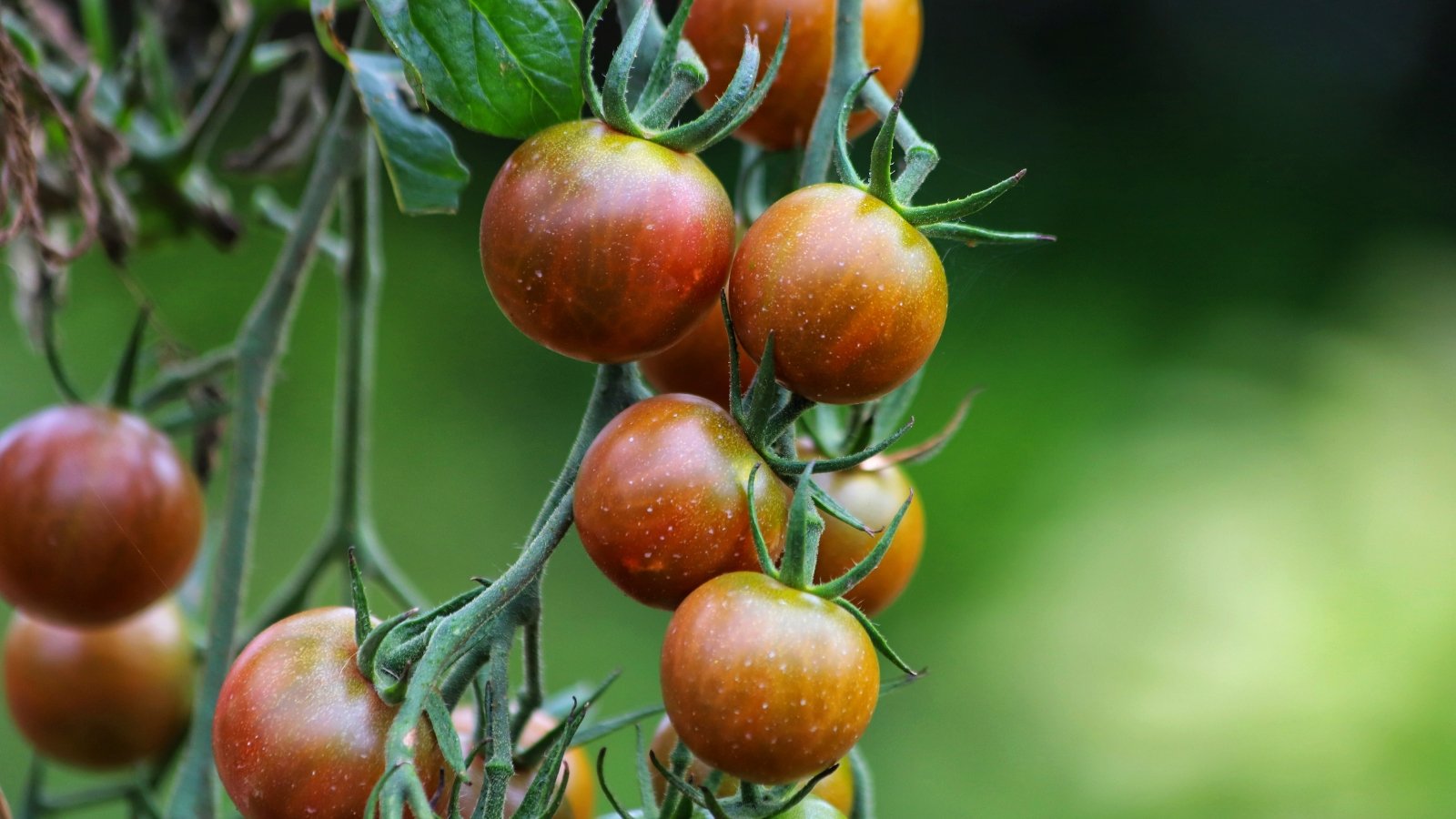Small, round, dark reddish-brown tomatoes growing in clusters on leafy green branches.