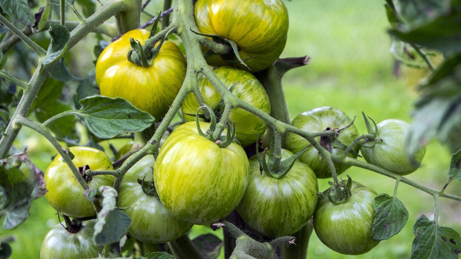Medium-sized tomatoes with green and yellow striped patterns hanging amid slender green leaves.