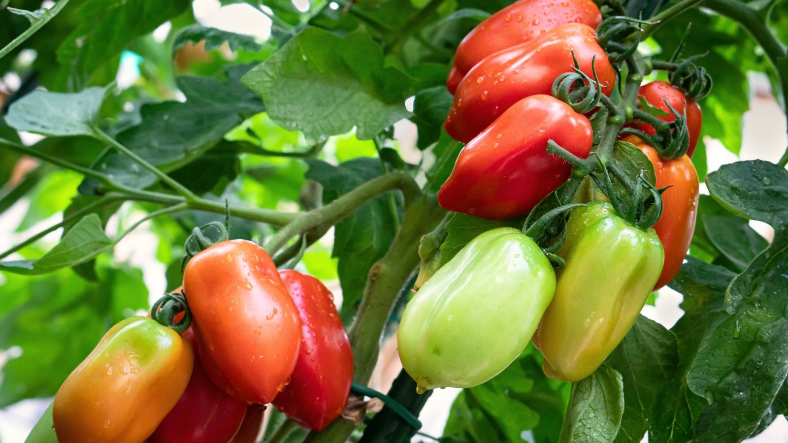 Elongated, bright red and green tomatoes clustered on a sturdy vine surrounded by healthy green leaves.