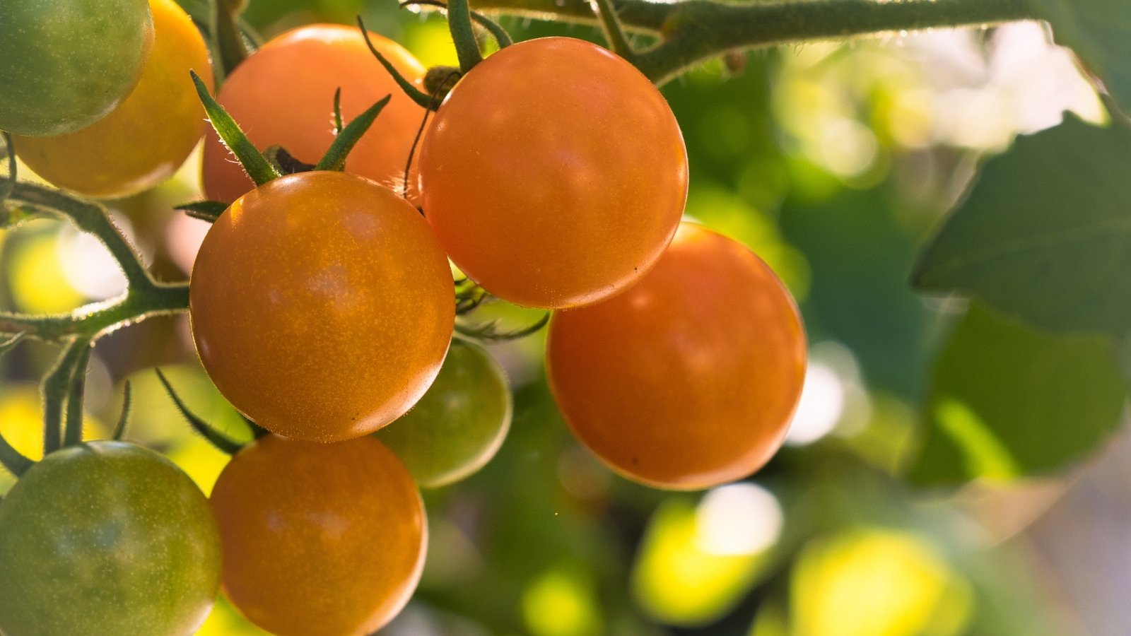 Small, round, bright golden-orange tomatoes grouped on thin green stems with vibrant foliage.