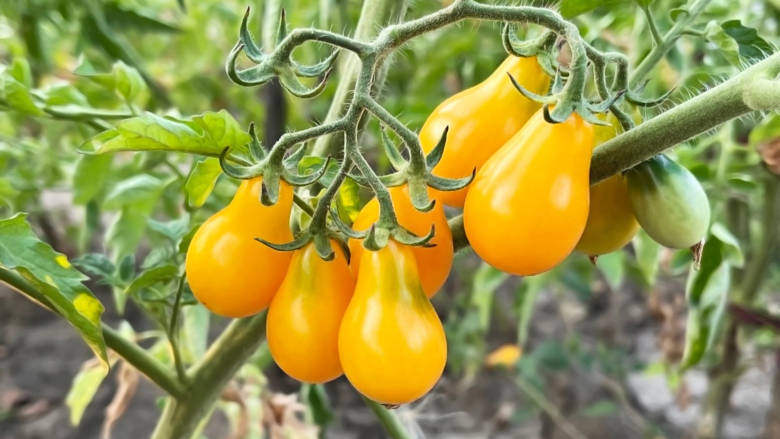Small, bright yellow, pear-shaped tomatoes clustered on thin green stems with fresh green leaves.