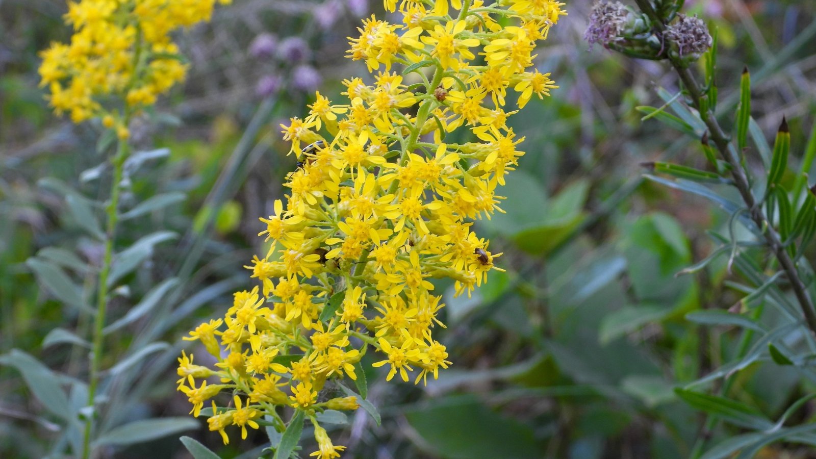 Bright golden-yellow flower clusters bloom on upright stems with lance-shaped green leaves.