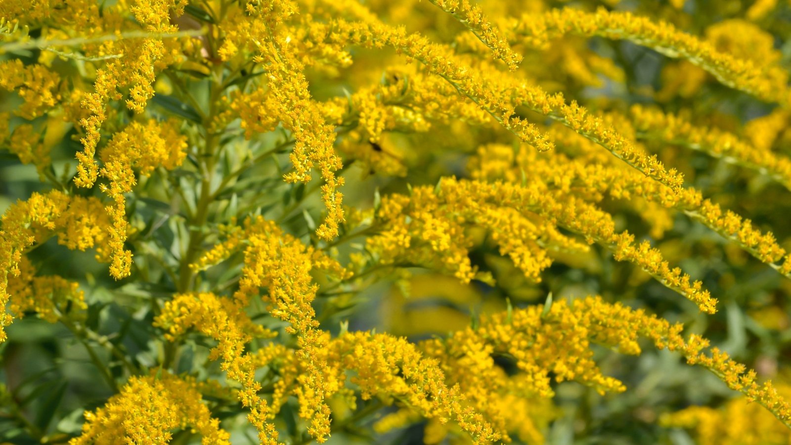 Tall stems topped with fluffy clusters of tiny golden-yellow flowers.