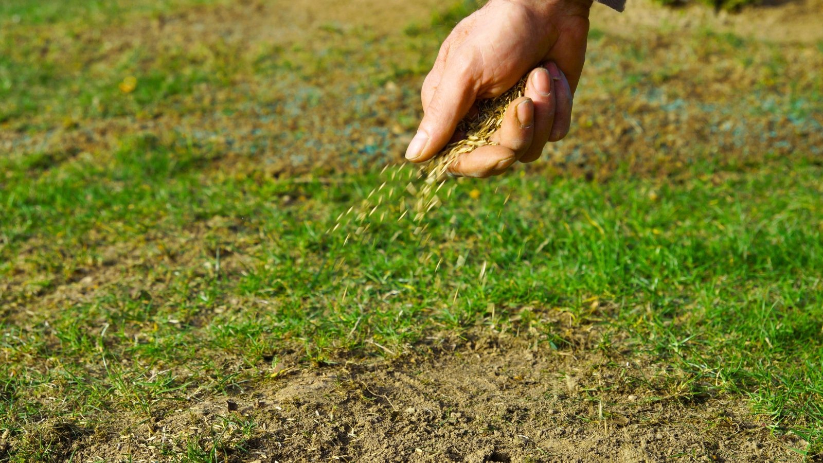 Close-up of a man's hand scattering grass seeds over soil patches surrounded by green lawn.