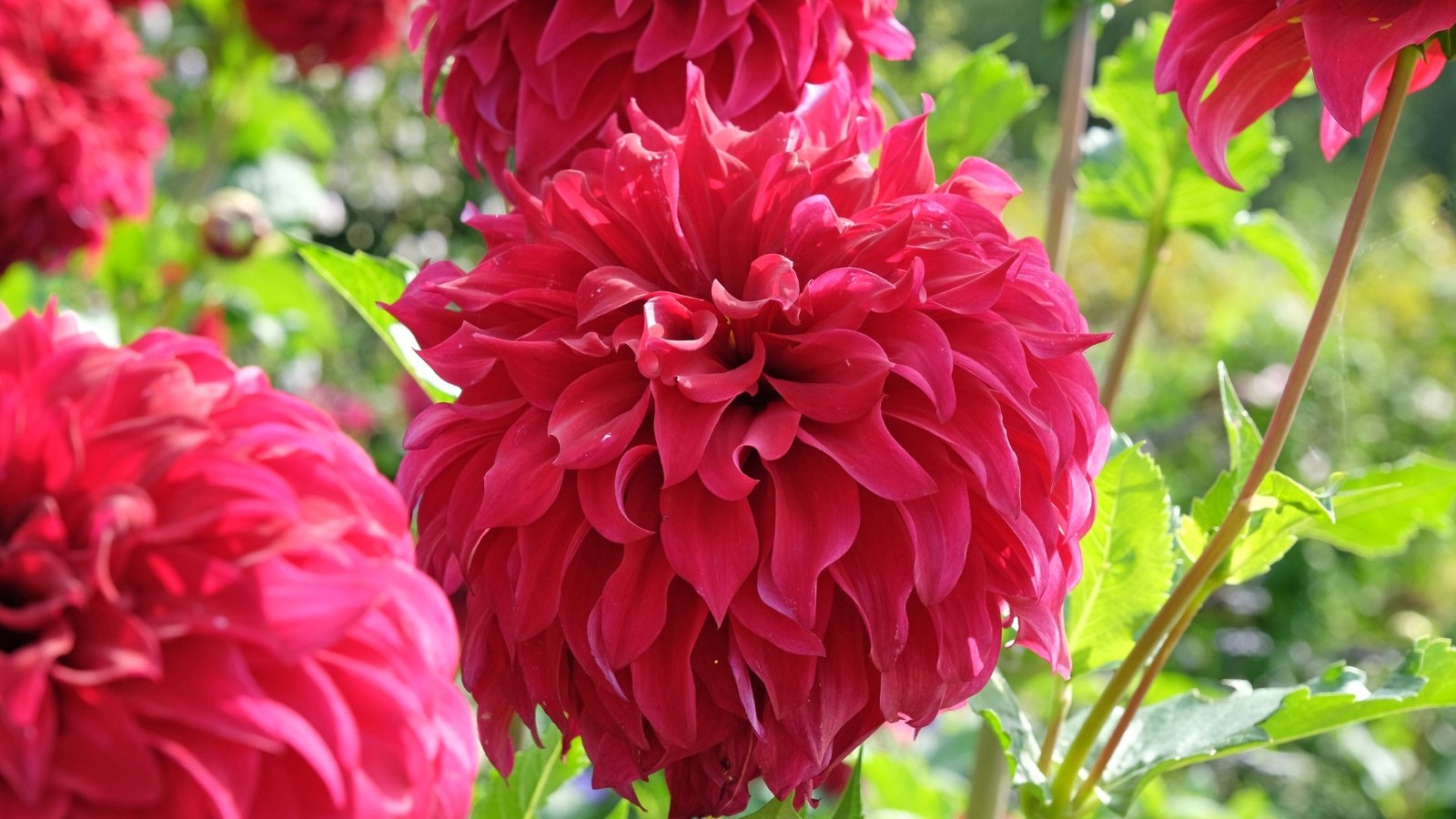 Deep red, velvety blooms with slightly reflexed outer petals, supported by strong stems and large, dark green leaves.