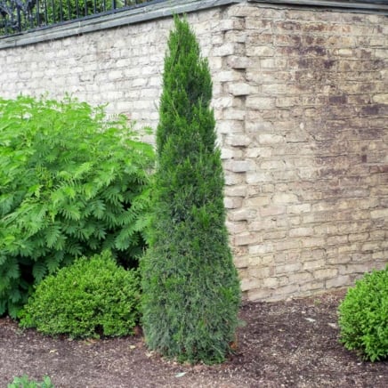 Spartan Juniper