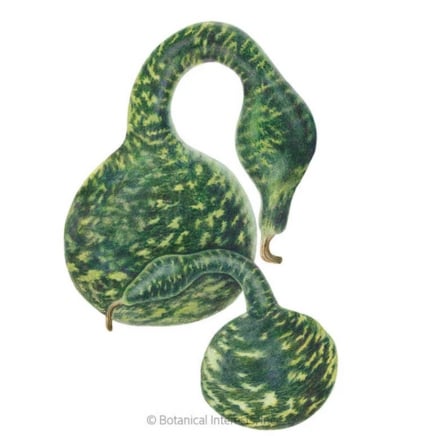 Speckled Swan Hard-shelled Gourd Seeds