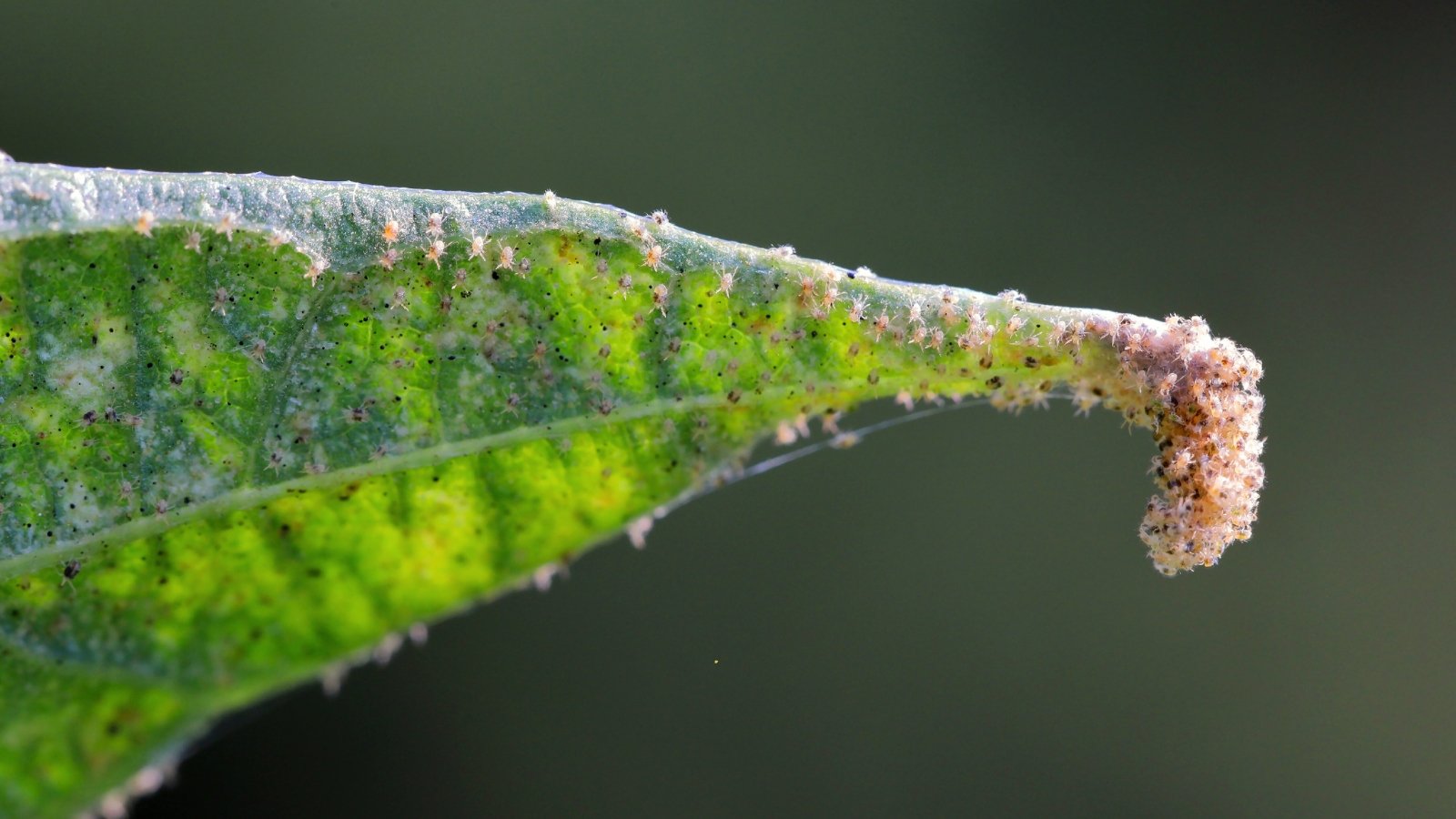 Tiny reddish-brown spider mites and fine webbing cover the underside of a pale, stippled leaf showing signs of damage.