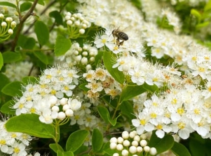 A lovely Spirea shrub looking healthy and lush with a bee buzzing nearby to obtain nectar from the flowers