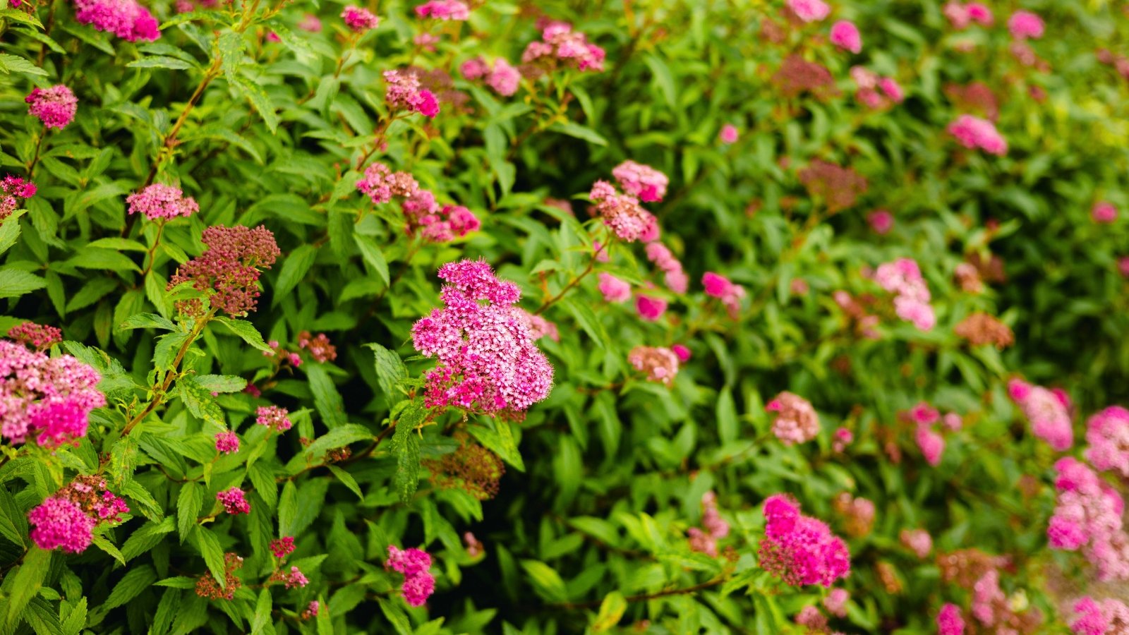 Small, flattened clusters of vibrant fuchsia-pink flowers are scattered across a dense shrub of bright green, lance-shaped leaves, with some faded, rust-colored remnants of older blooms.