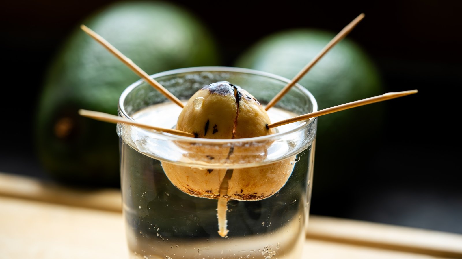 A sprouted avocado seed is suspended over a glass of water with toothpicks, showing roots growing below.