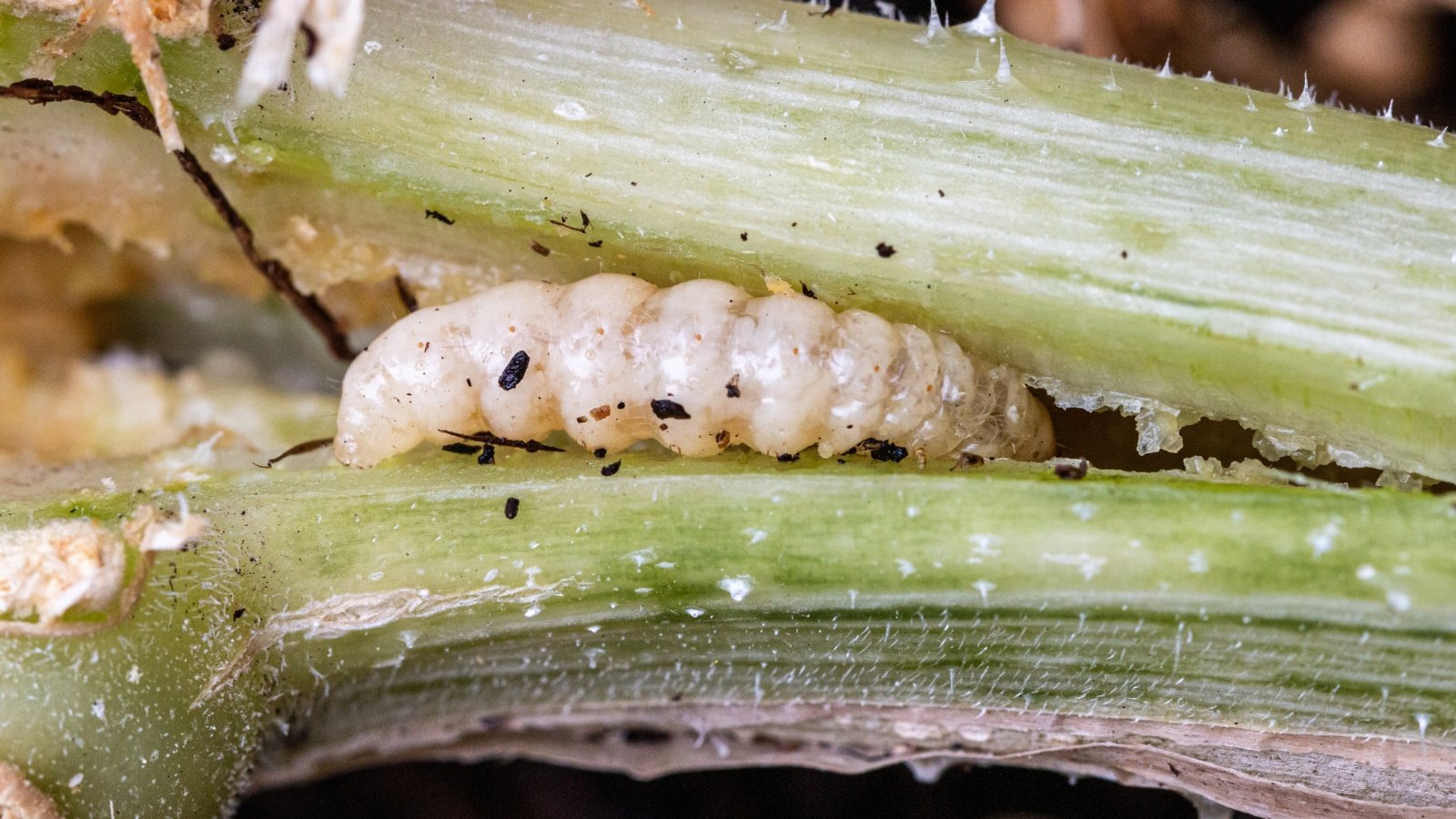 Creamy white larva with a brown head burrows into a hollow, frayed stem showing signs of internal damage and decay.