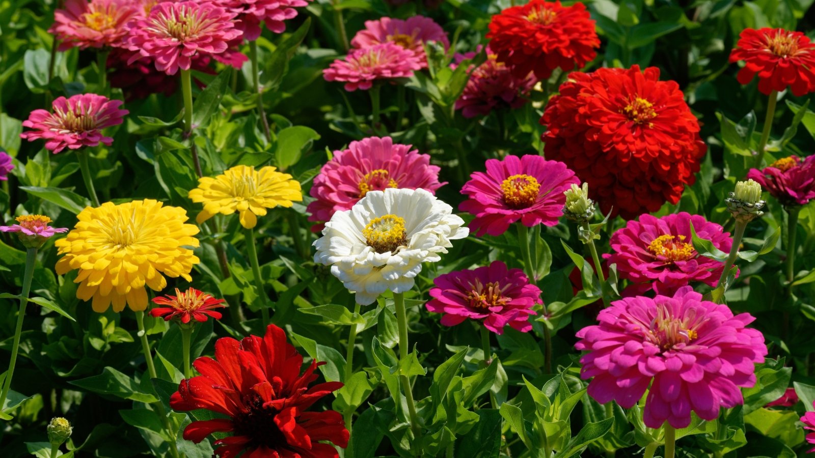 Large, vibrant blooms in a mix of bold colors like red, orange, yellow, pink, and white sit atop tall, sturdy green stems with broad, pointed leaves.