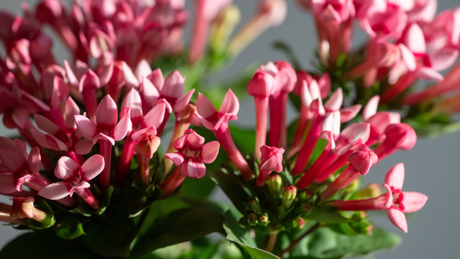 Stems of the Bouvardia ternifolia with pink blooms, appearing to form mounds with green foliage