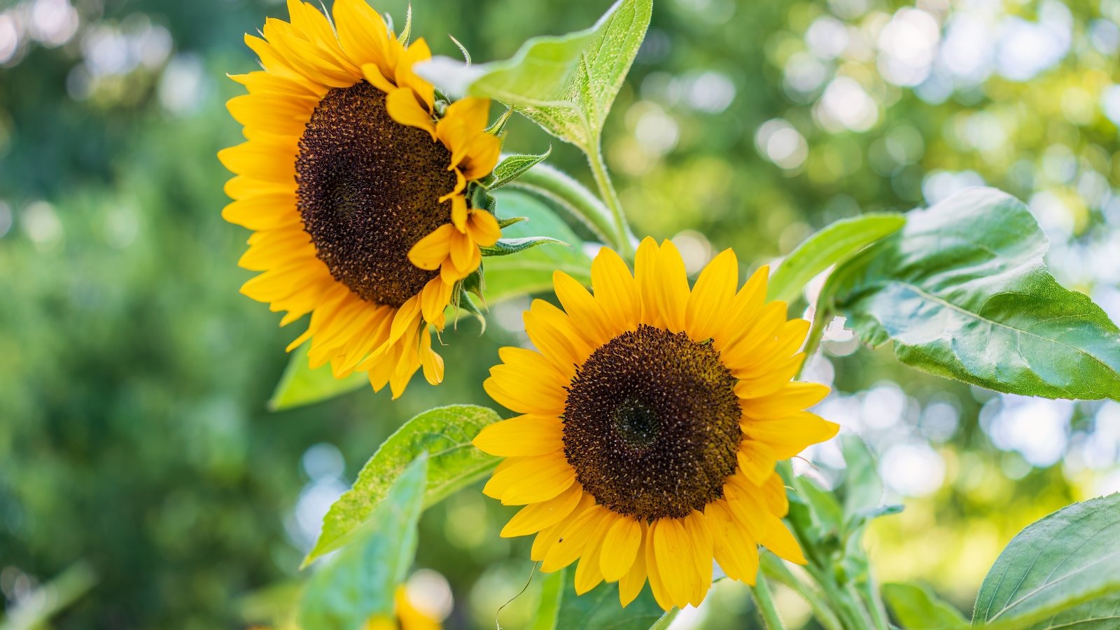 Tall sunflowers with large, bright yellow petals surrounding dark brown, textured centers, and broad green leaves under sunlight in the garden.