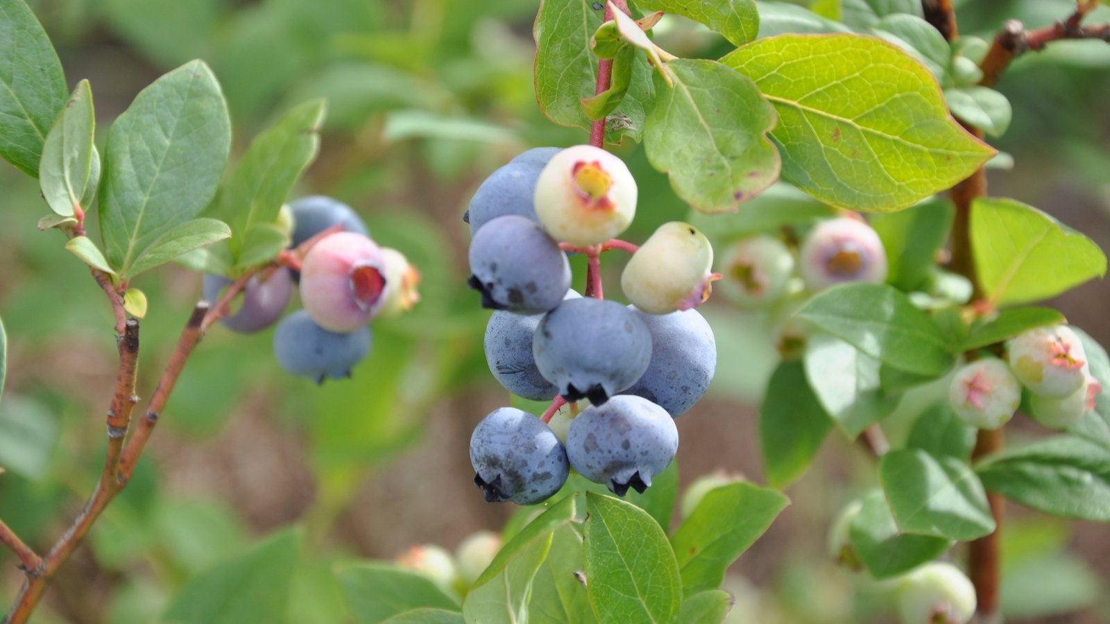 Compact, bushy stems hold small, vibrant green leaves and scattered pale green and blue berries with a powdery bloom.