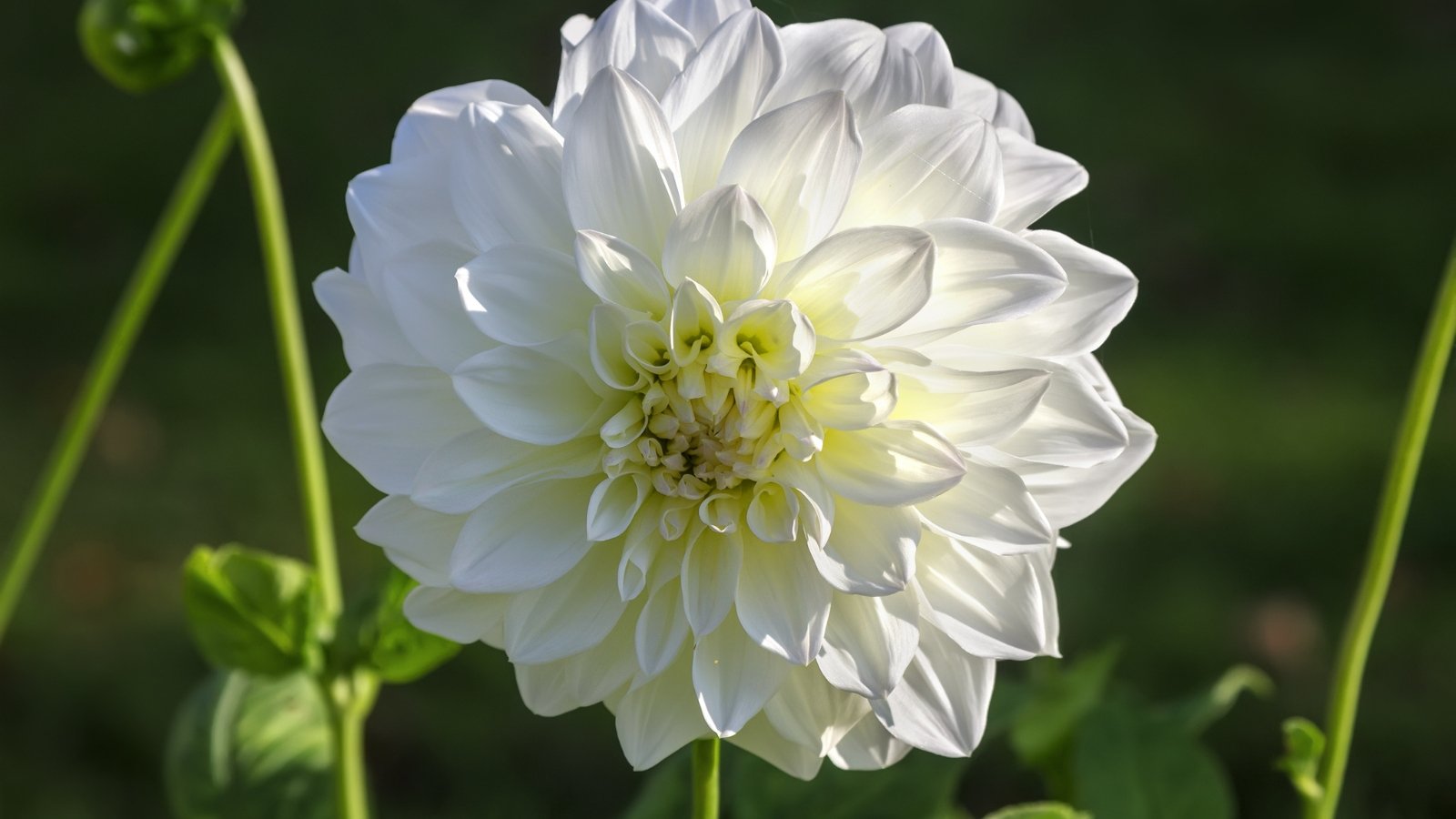 Pure white, layered petals form a symmetrical, globe-like flower on upright stems with light green, deeply lobed leaves.