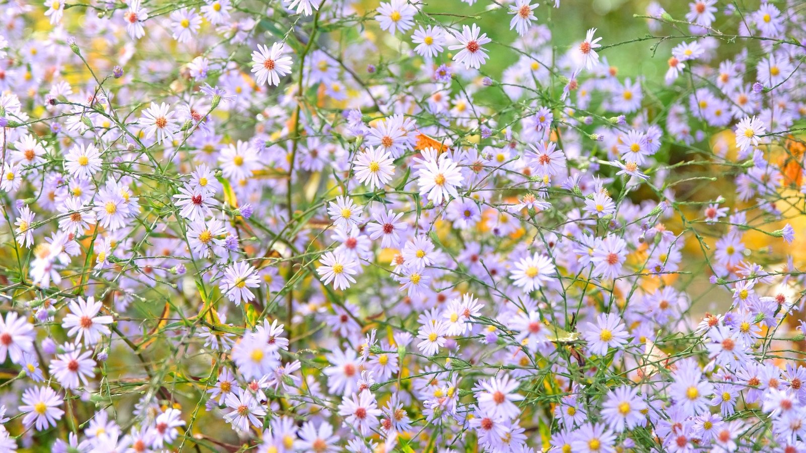 Delicate star-shaped flowers in lavender bloom in clusters on branching stems with narrow, dark green leaves.