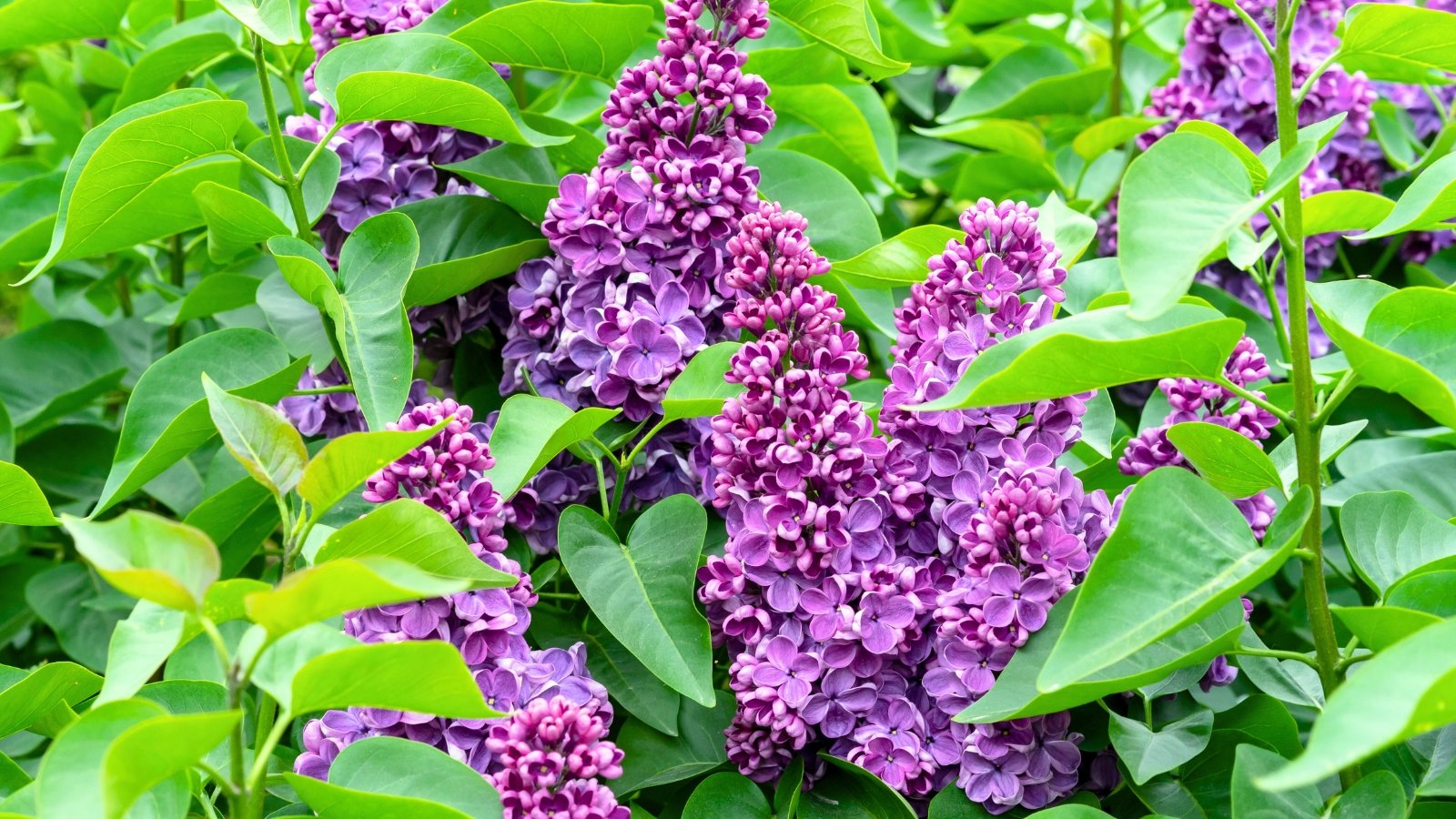 Dense clusters of tiny fragrant flowers in pale purple shades on woody stems among green foliage.