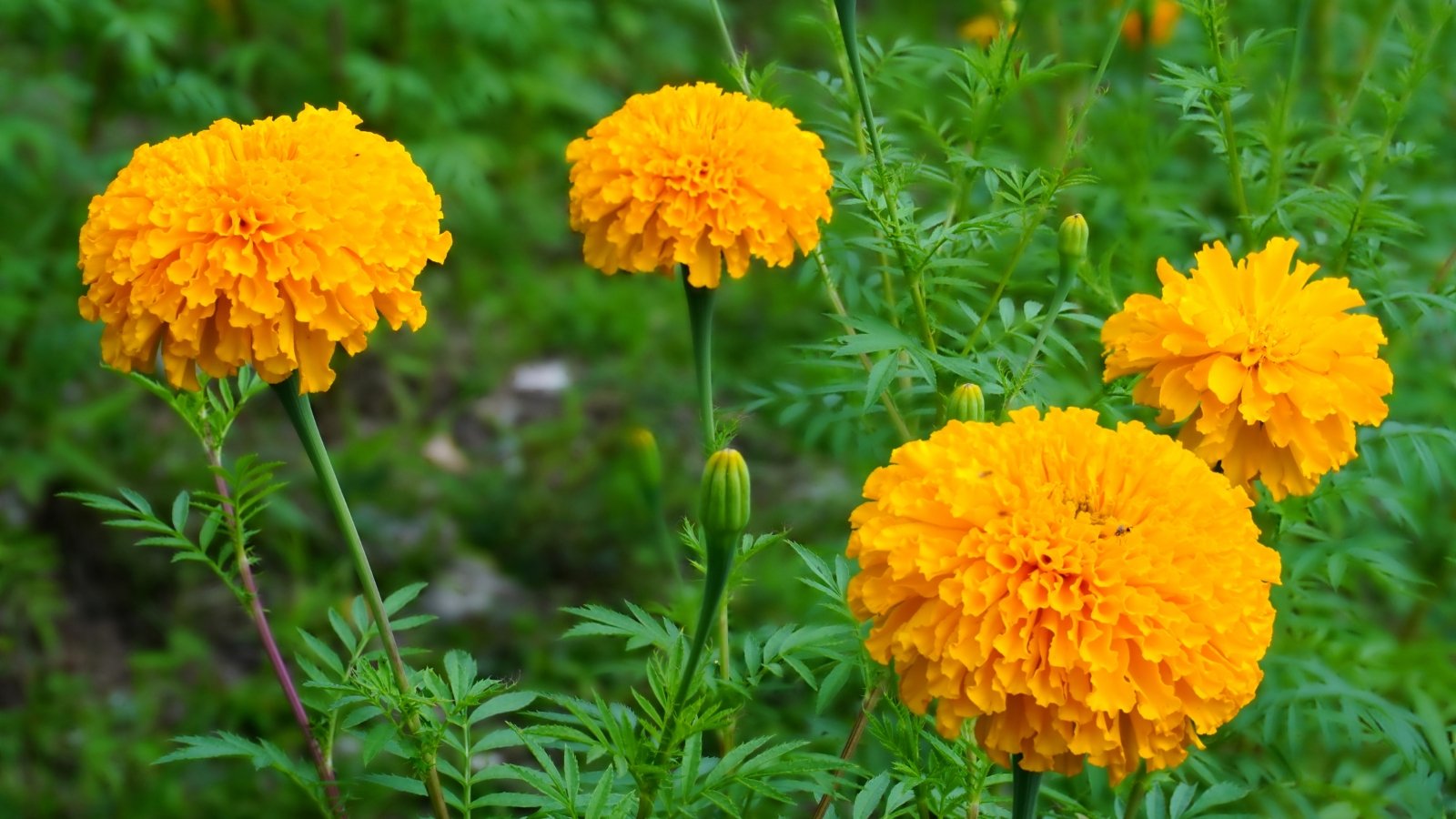 Compact bushy plants burst with bright orange blooms above dark green, fern-like leaves.