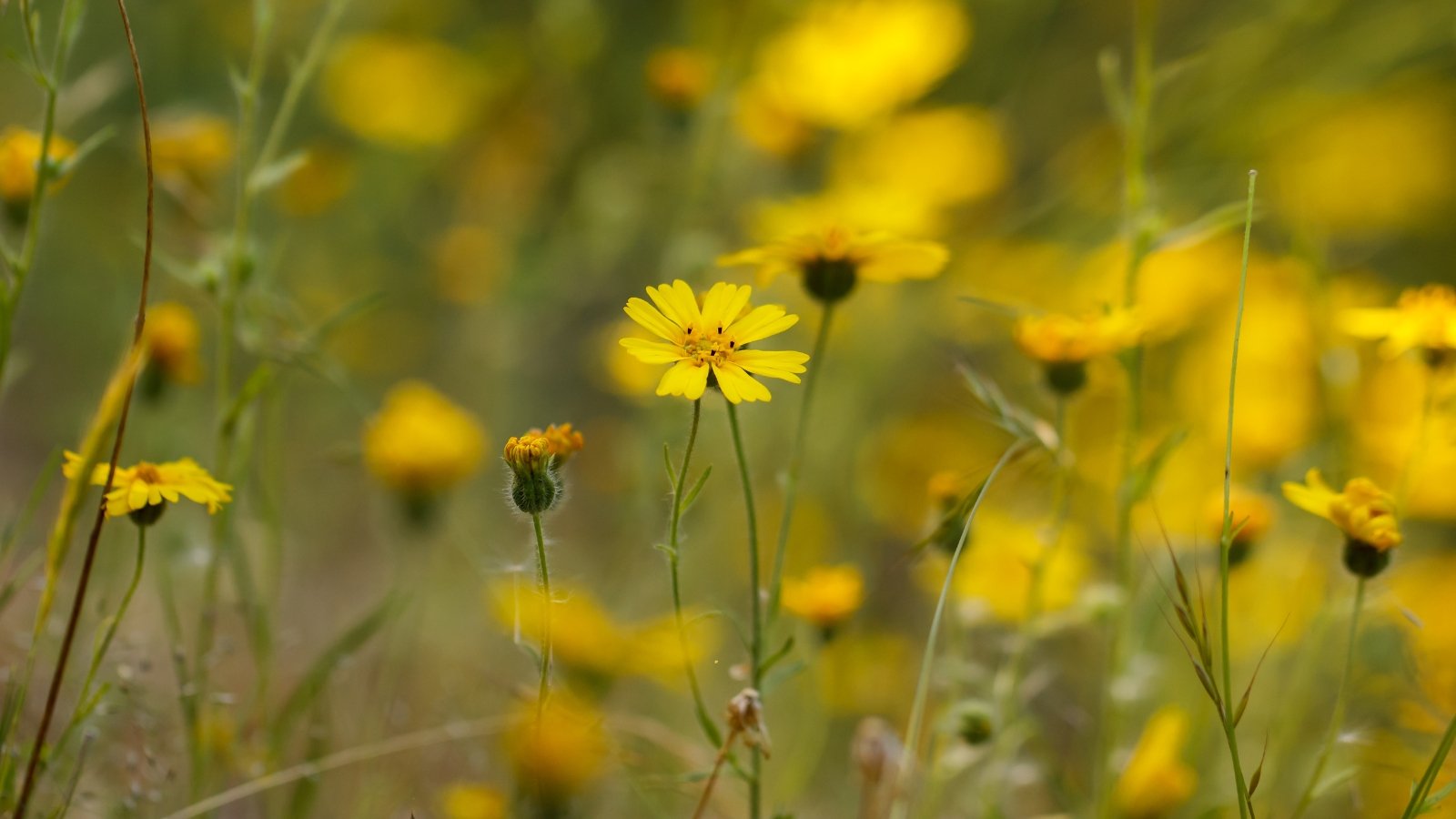 Yellow, daisy-like flowers with sticky stems bloom above narrow green leaves.