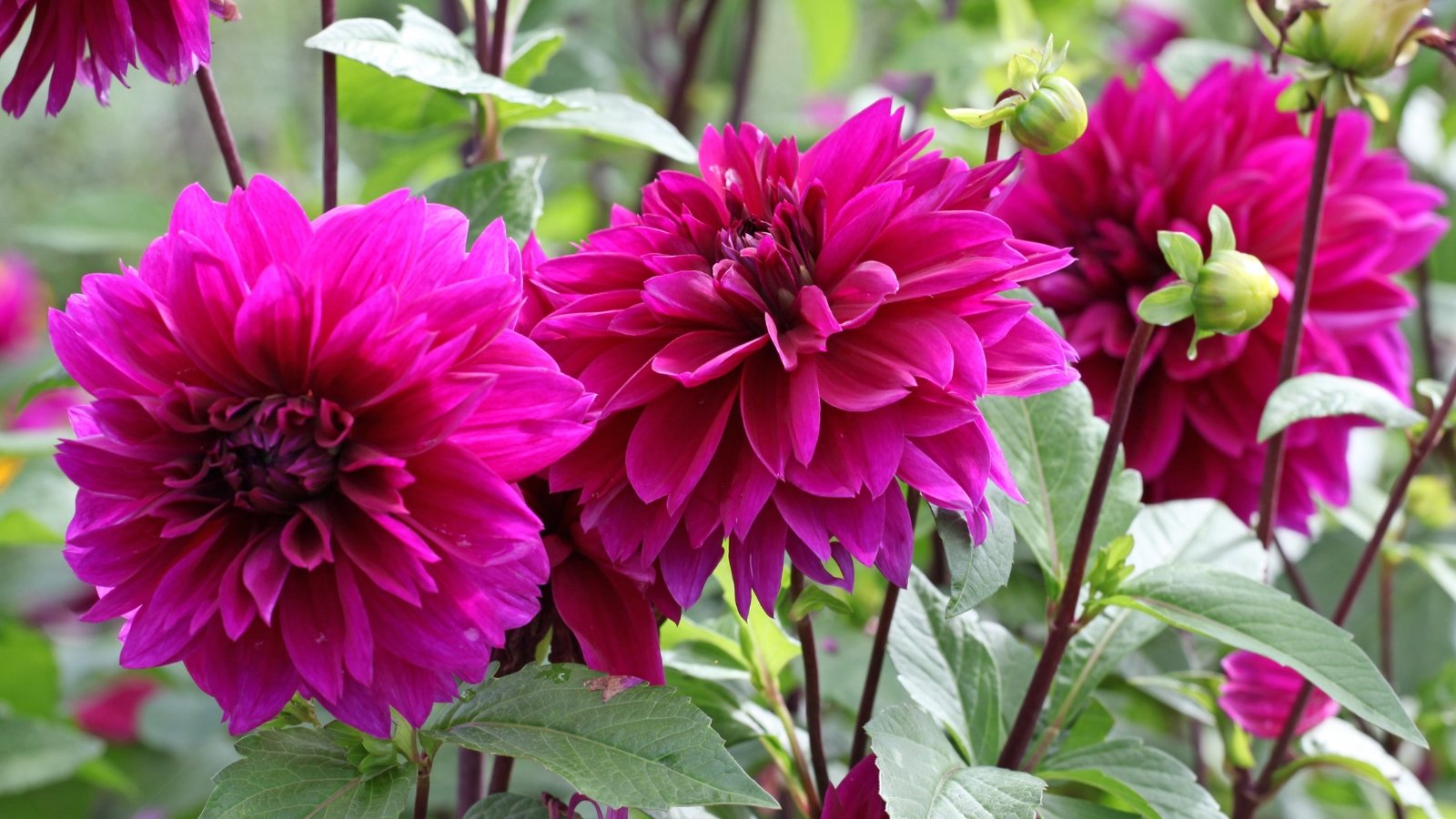 Deep purple bloom with velvety, slightly curved petals, rising above dark green stems and broad, pointed foliage.