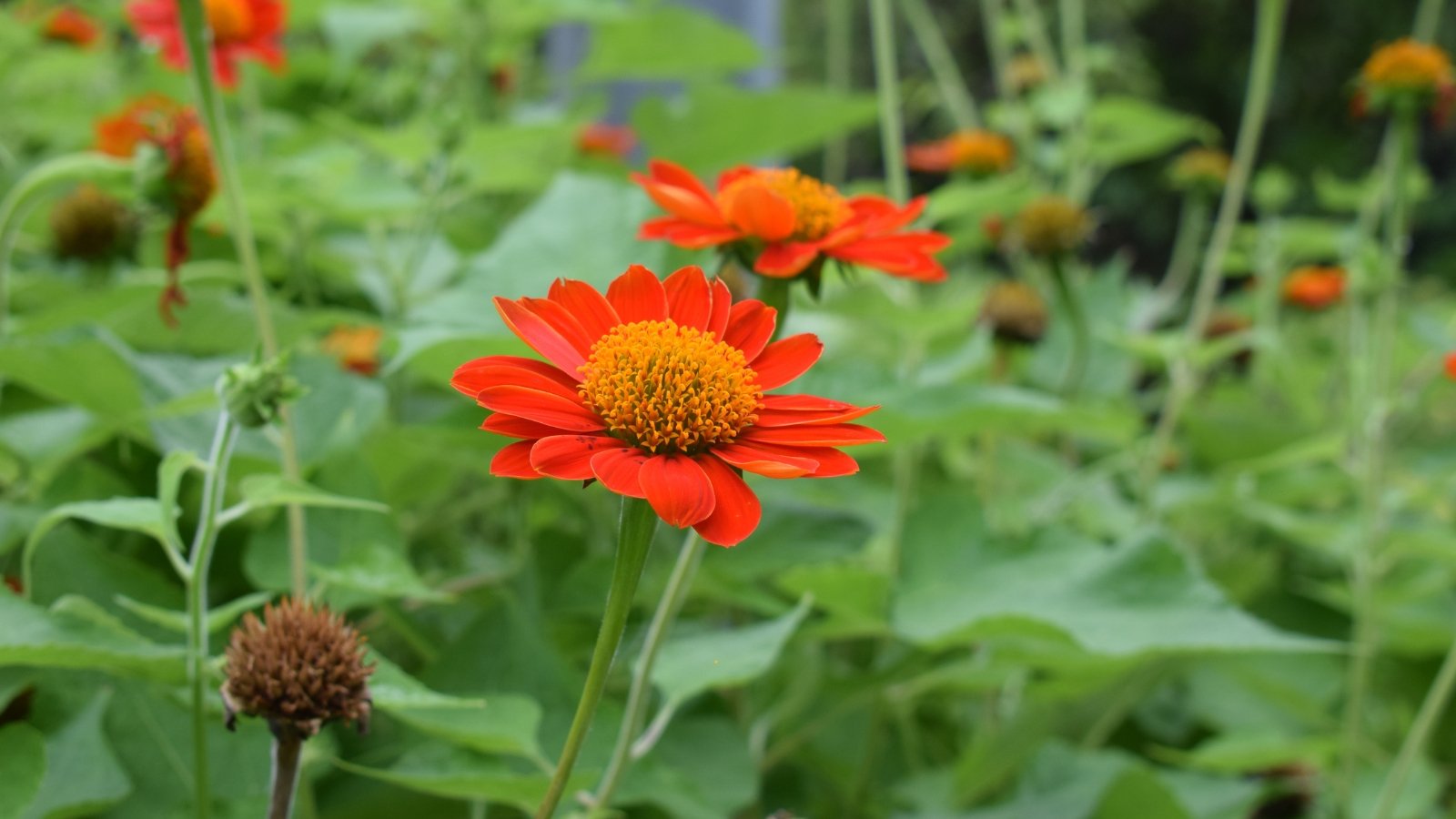 Tall stems crowned with large fiery orange-red daisy-like flowers and broad, rough green leaves.