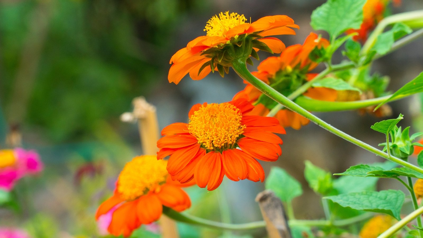 Bright orange, daisy-like flowers with golden centers sit atop coarse, dark green leaves on tall, sturdy stems.