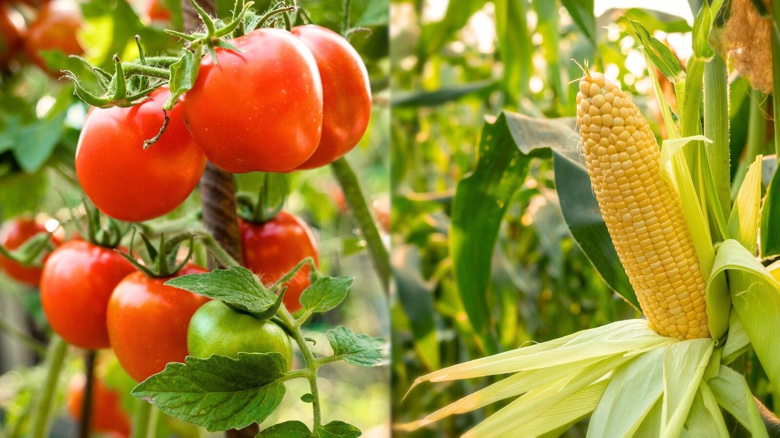 Ripe red tomatoes hang from leafy vines, while nearby an unwrapped corn cob reveals bright yellow kernels on a tall green stalk.