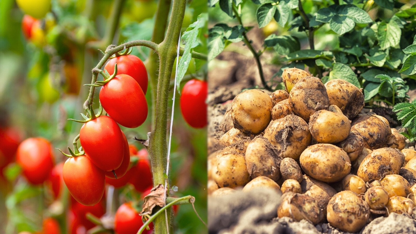 Ripe cherry tomatoes hang in clusters on leafy vines, while freshly harvested potatoes lie scattered on dark garden soil.