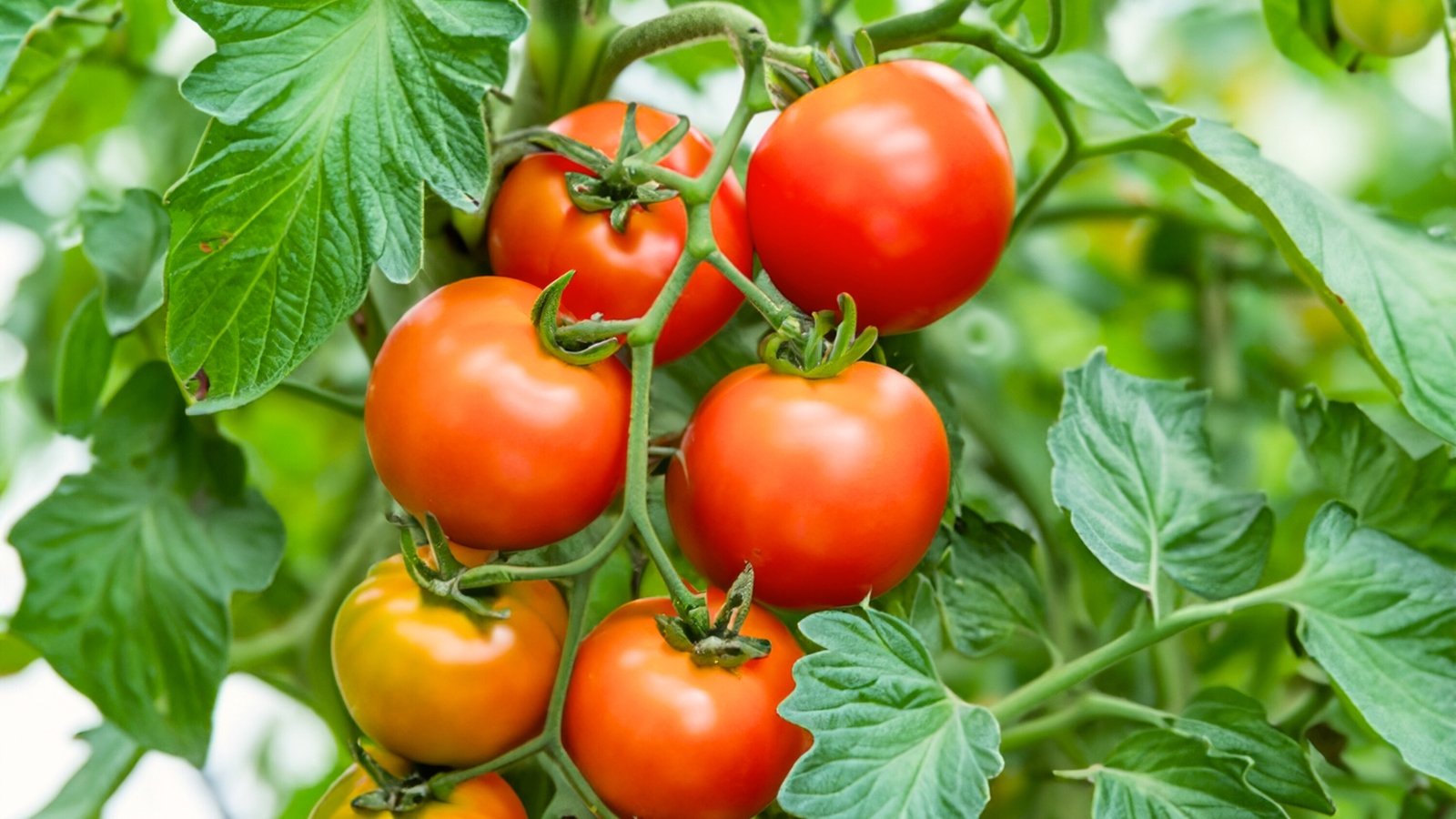 Clusters of smooth, round tomatoes in shades of green to deep red ripen on leafy vines with fuzzy stems and jagged leaves.