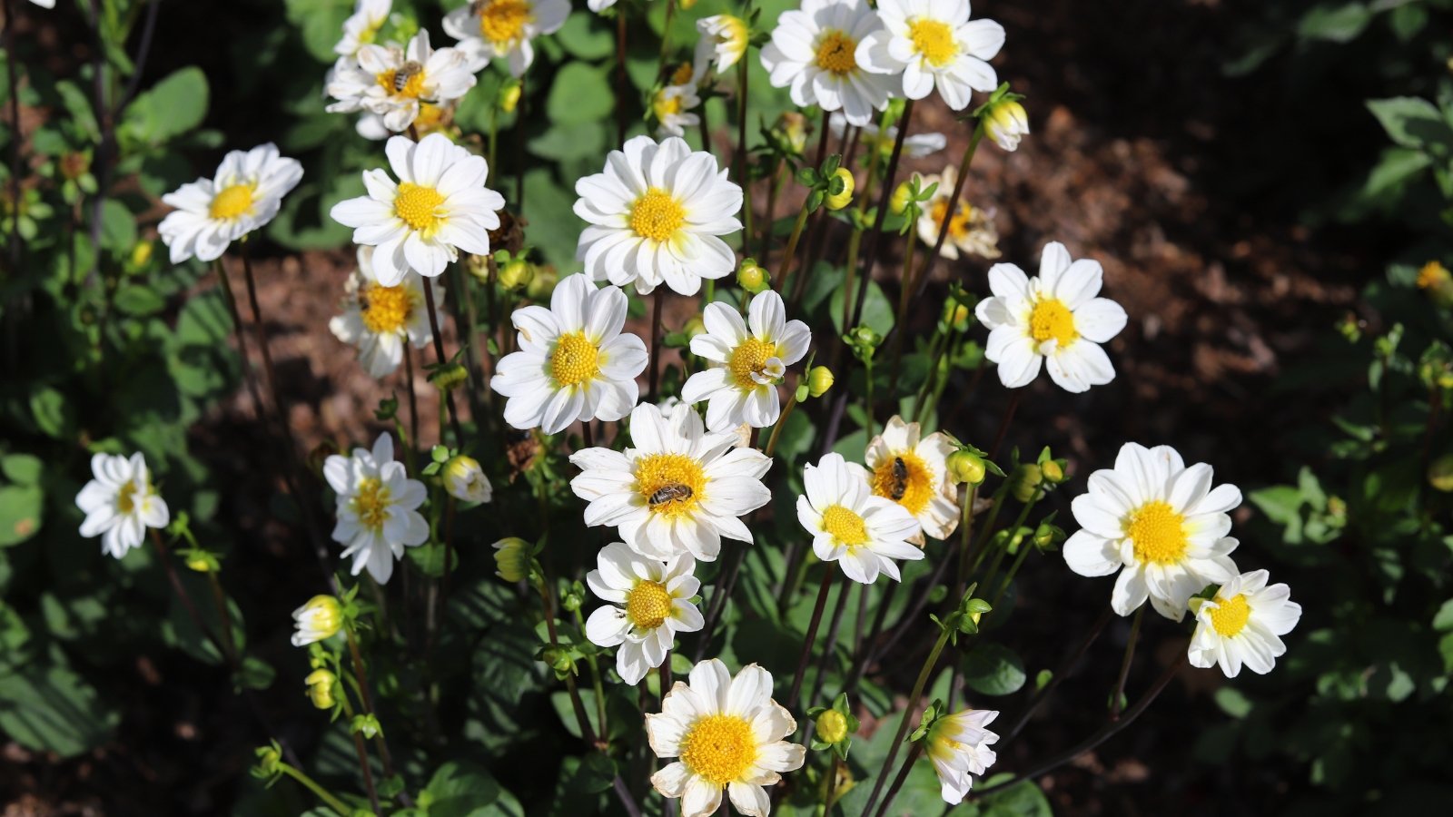 Pure white, single flowers with rounded petals forming a smooth, spherical shape, held by thick green stems with oval, slightly toothed deep green leaves.