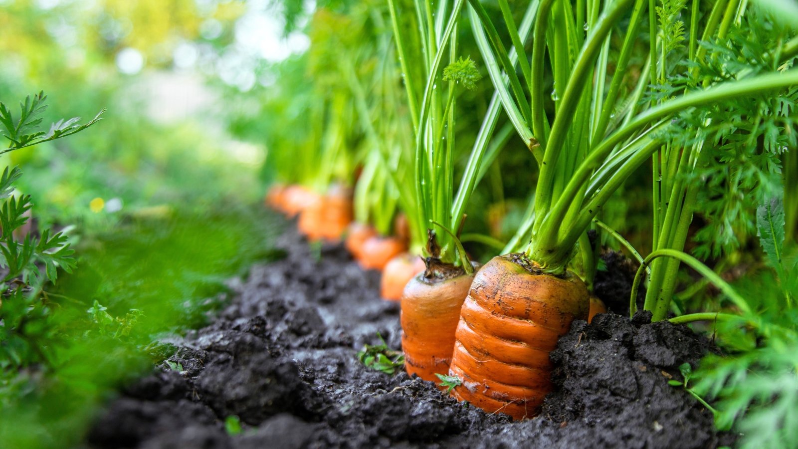 Orange shoulders of carrots bulge slightly above the soil surface, surrounded by lush green leafy tops.