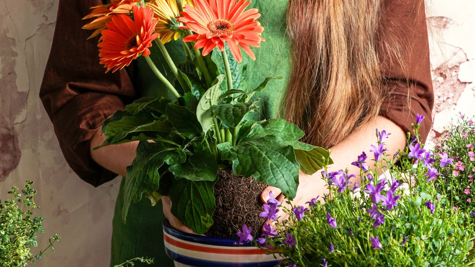 A woman with long brown hair and wearing a green apron transplants a flowering gerbera plant with bright orange flowers into a large clay pot indoors.