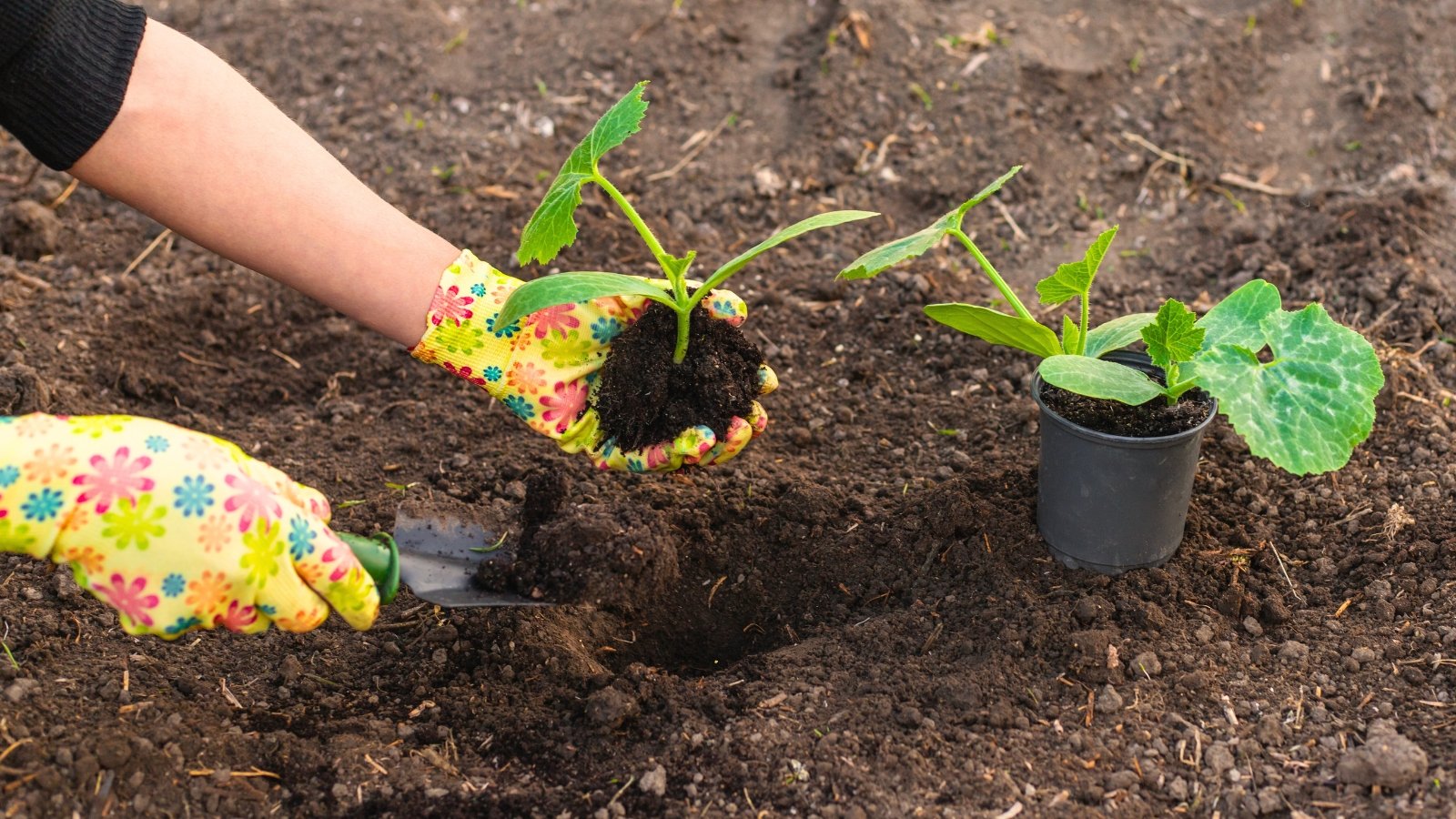Female hands of a gardener in colorful flower gloves transplant a young seedling with thick pale green stems and large, lobed, slightly hairy leaves with a root ball into loose soil using a garden trowel. Another potted seedling stands nearby.
