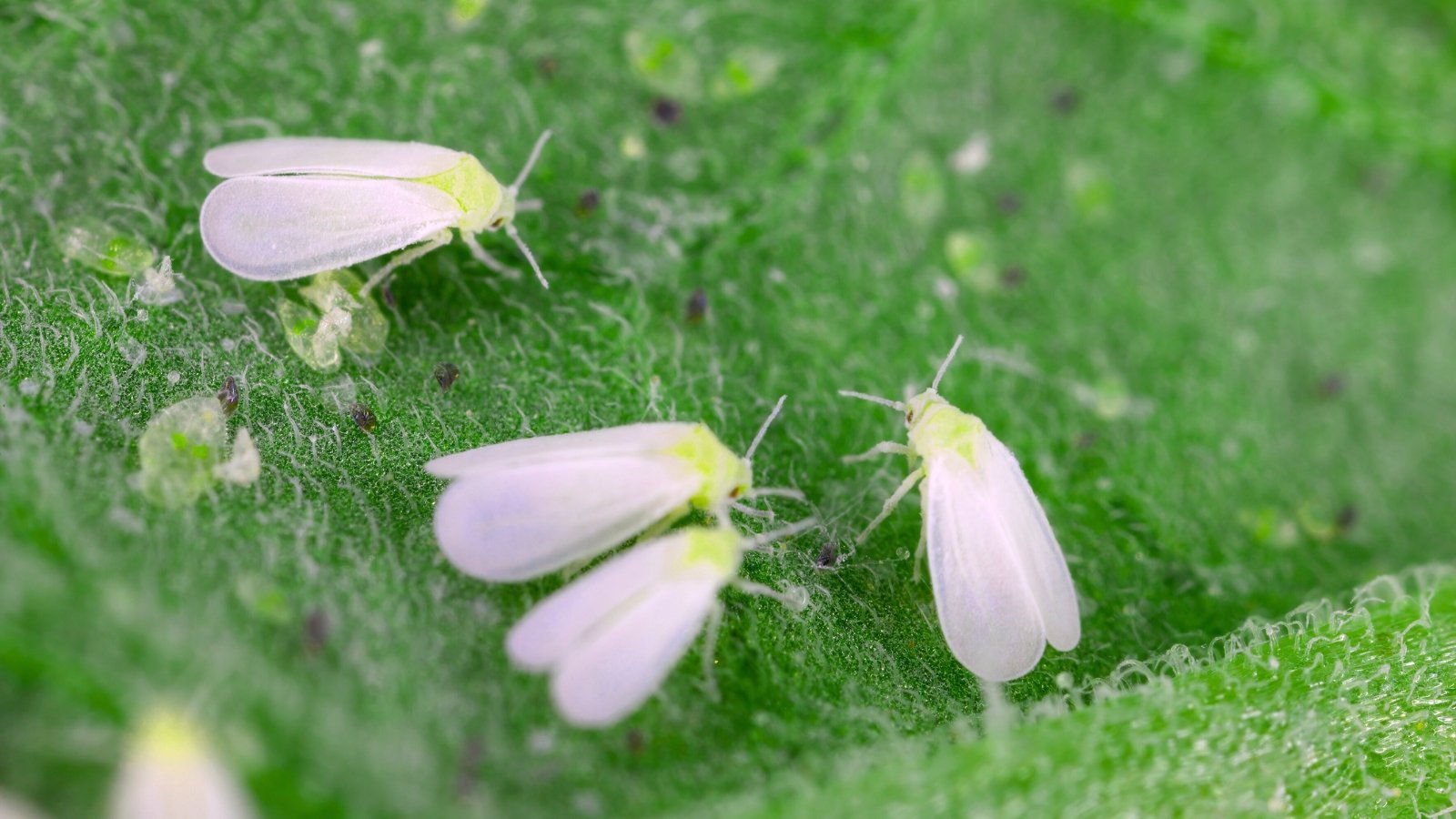 Close-up of whiteflies with powdery white wings and pale yellow bodies, clinging to the underside of a green leaf.