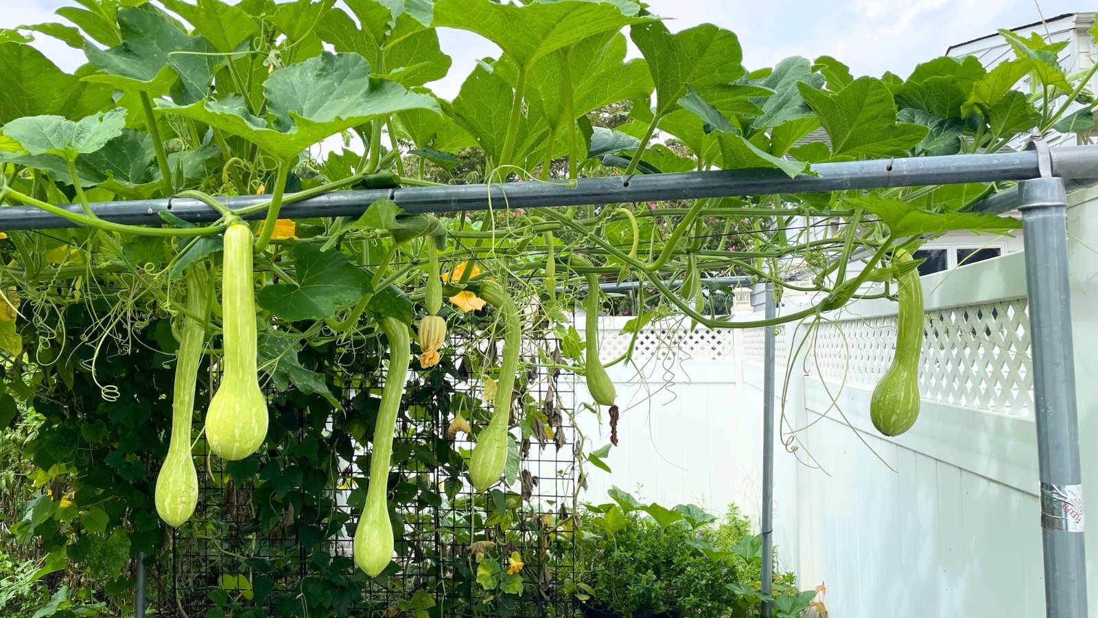 Vigorous vines with broad, lobed green leaves and long, pale green curved fruits hang from a vertical trellis.