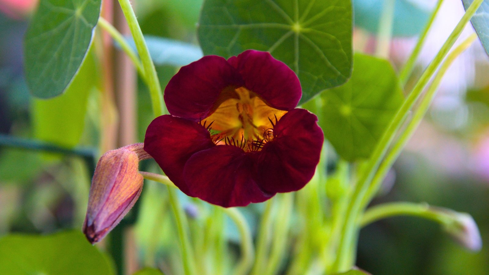 Single deep velvety black flower with rounded petals nestled among trailing stems and rounded green leaves.