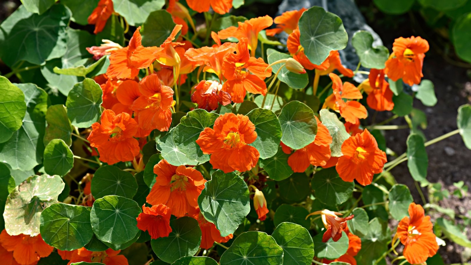 Rounded leaves with wavy edges and vibrant orange flowers trail along the ground.