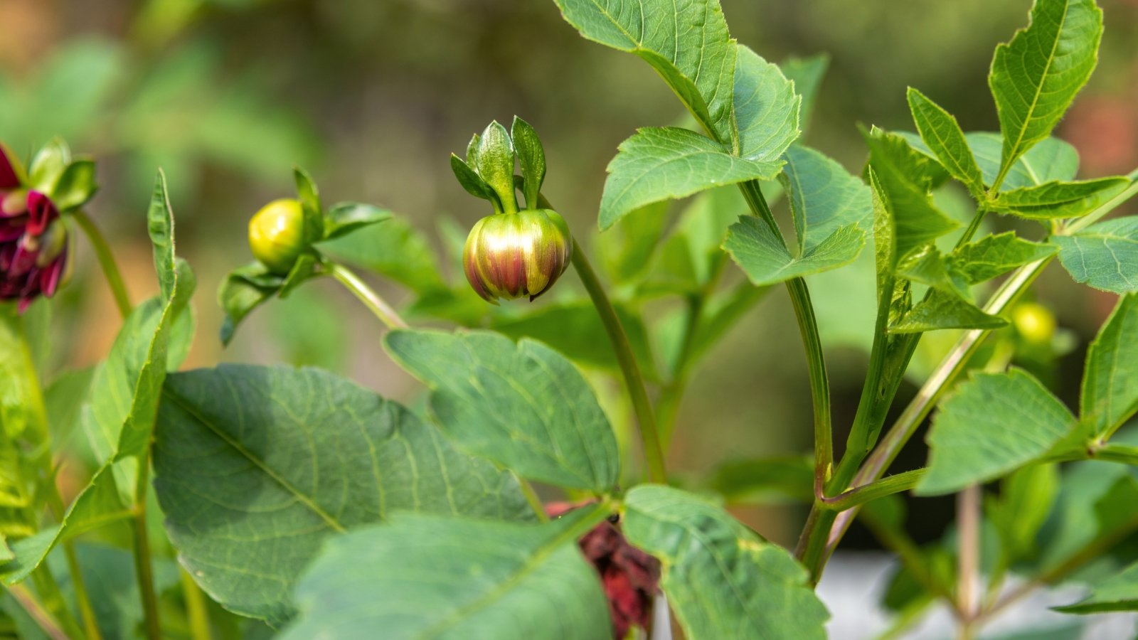Tightly closed dahlia buds with smooth, rounded tips stand upright among a backdrop of lush green leaves.
