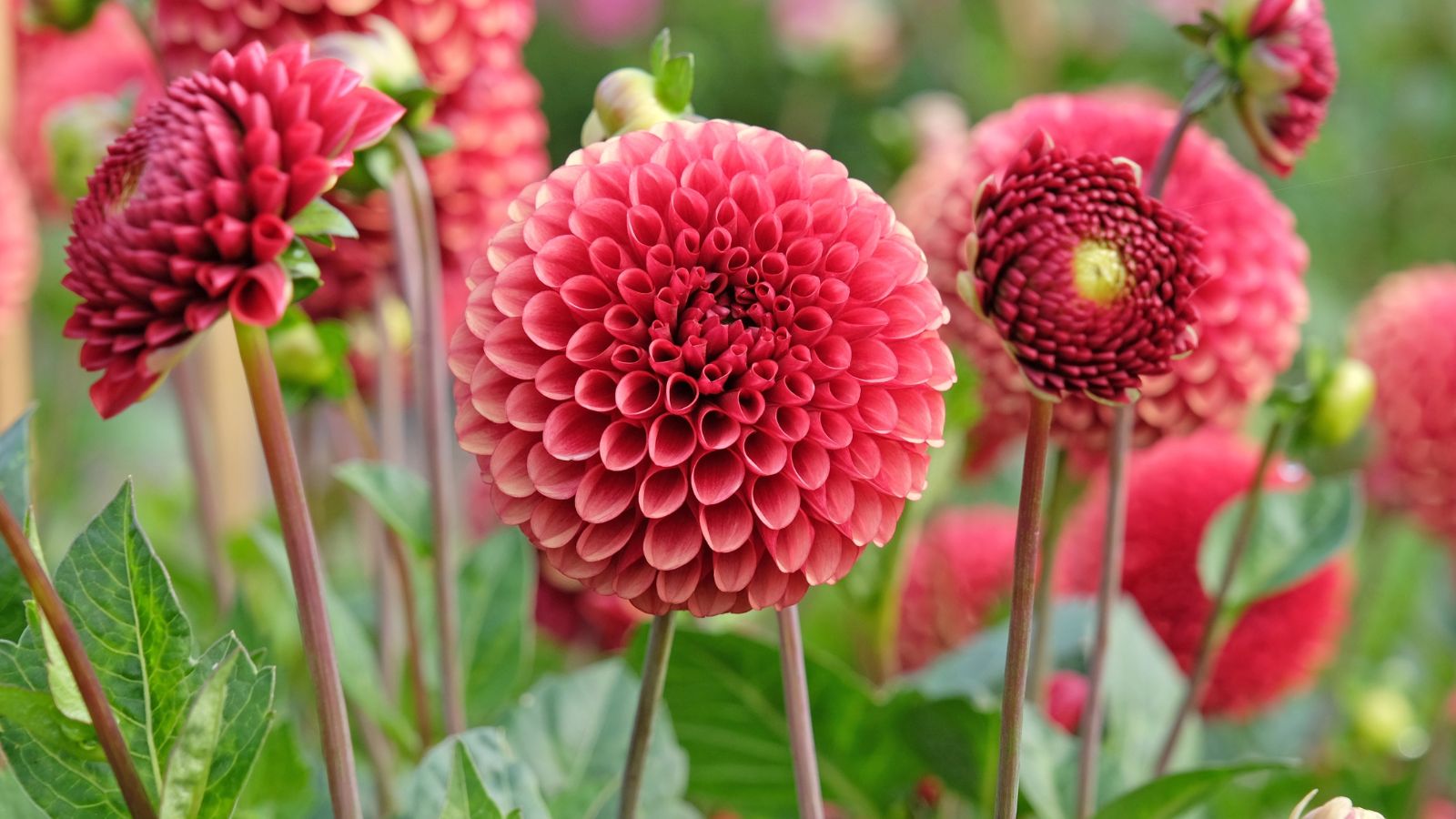 Understanding how to fertilize dahlia blooms appearing to have a deep and vibrant red color with yellow centers