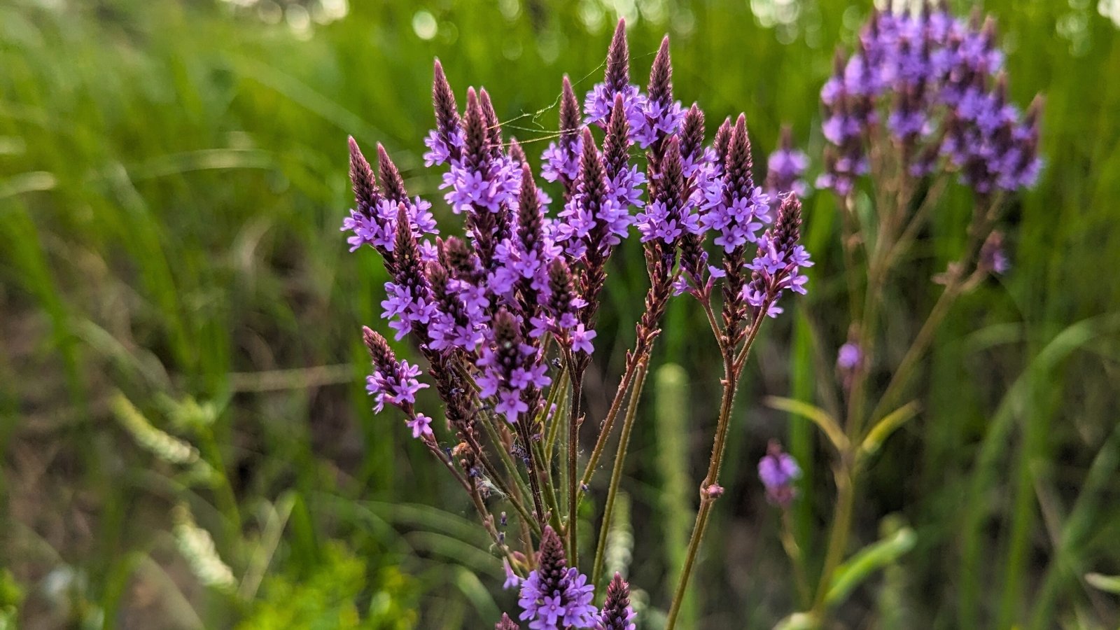 Tall spikes of tiny purple flowers bloom above narrow, serrated green leaves.
