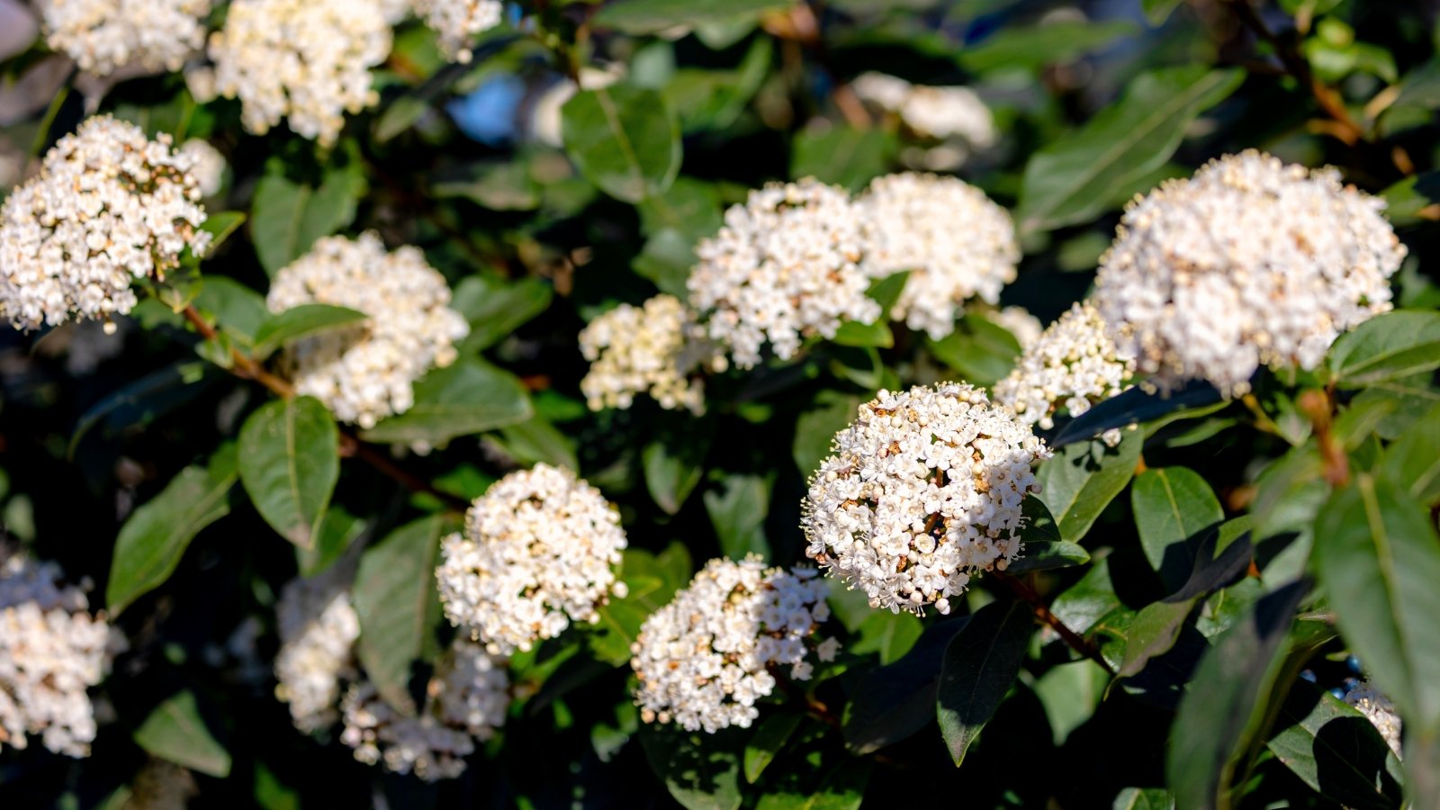 Dense clusters of small, white to pale pink star-shaped flowers bloom atop dark green, glossy evergreen leaves.