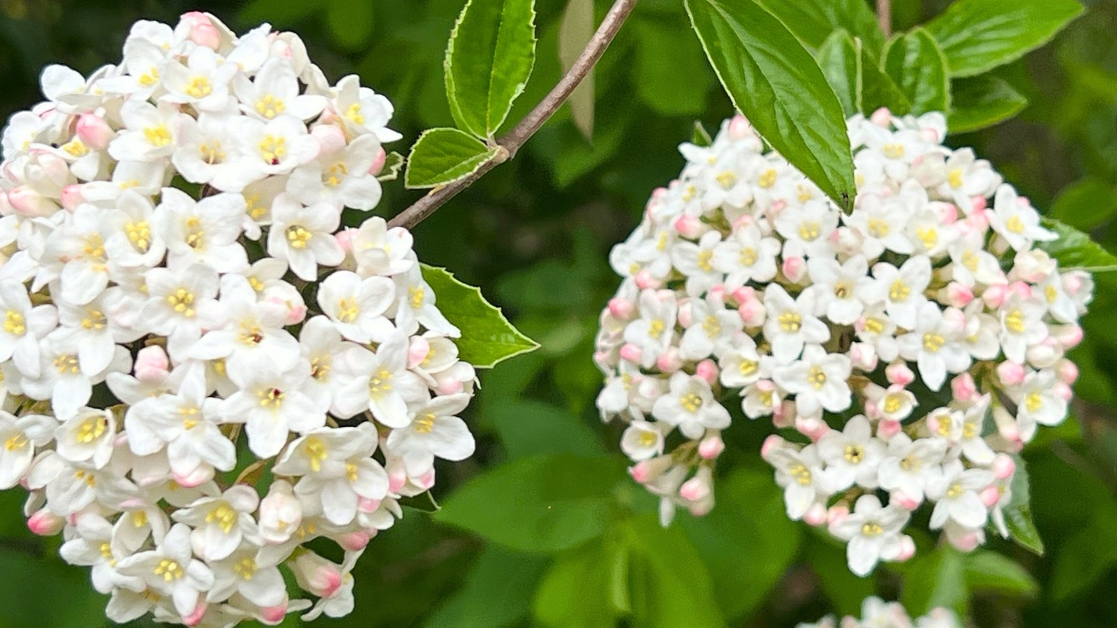 Rounded flower clusters of white blooms above leathery dark green leaves.