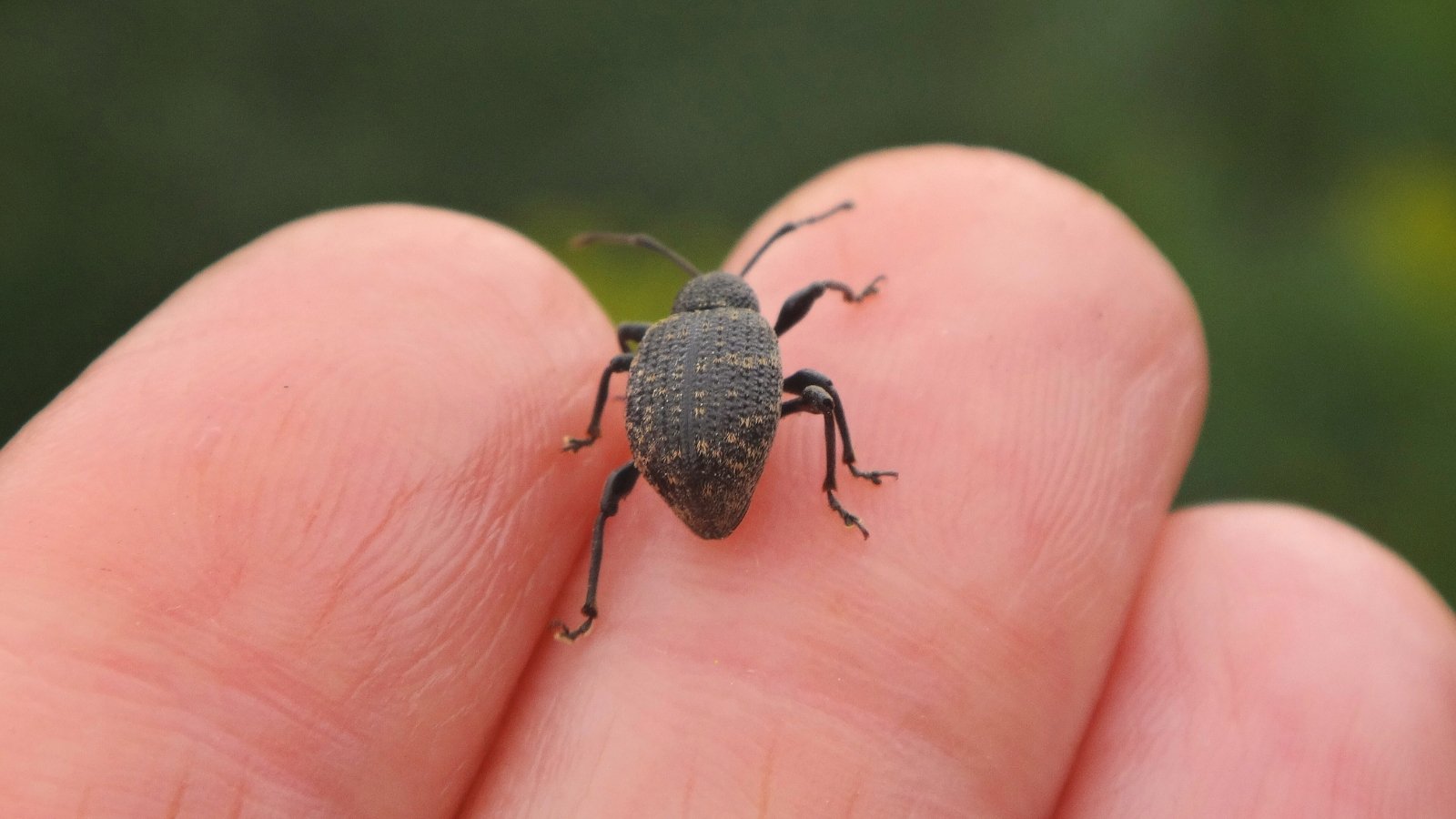 A vine weevil with a textured, dark brown body and bent snout walks across a person's fingers.